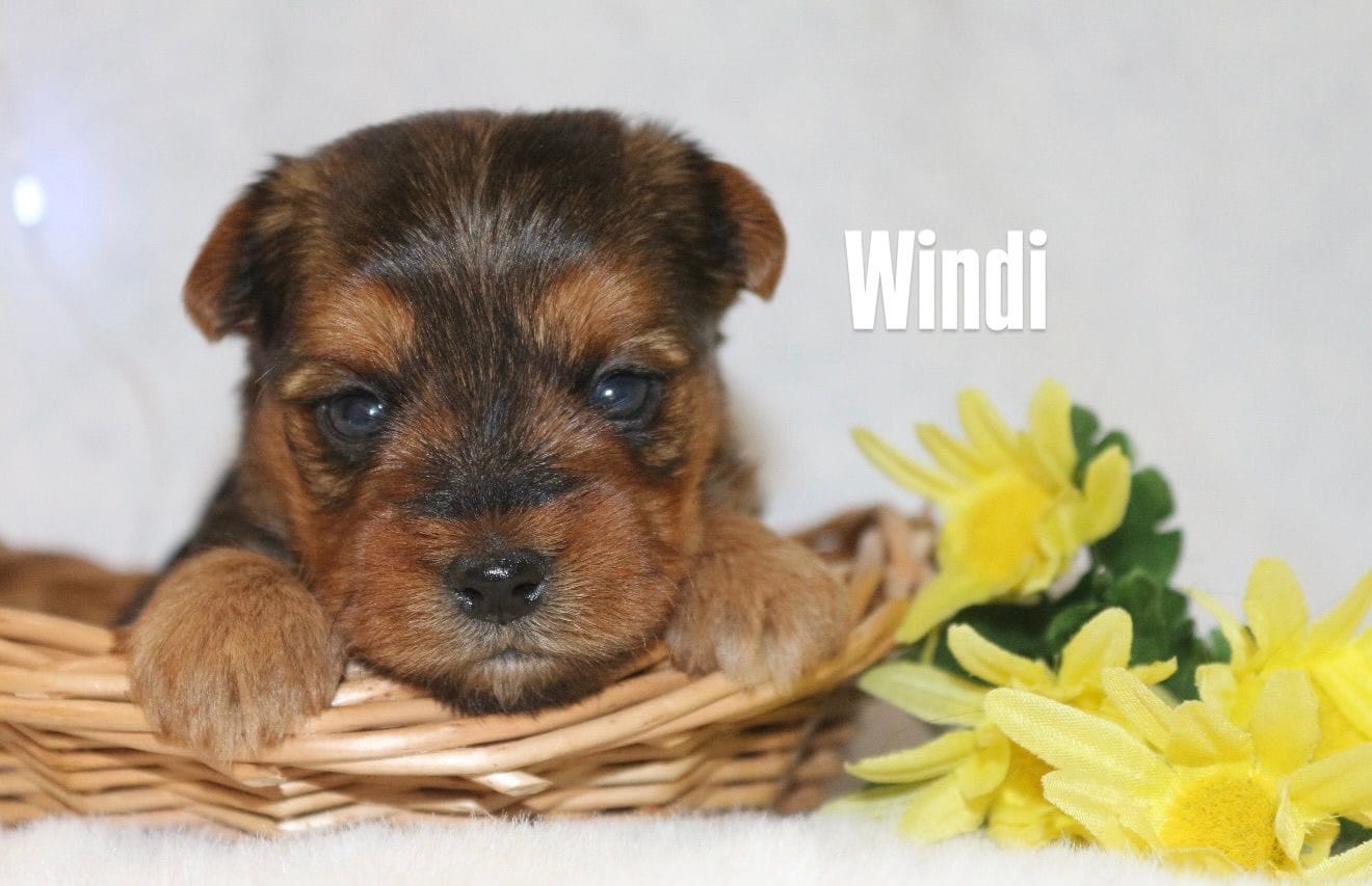 Windi