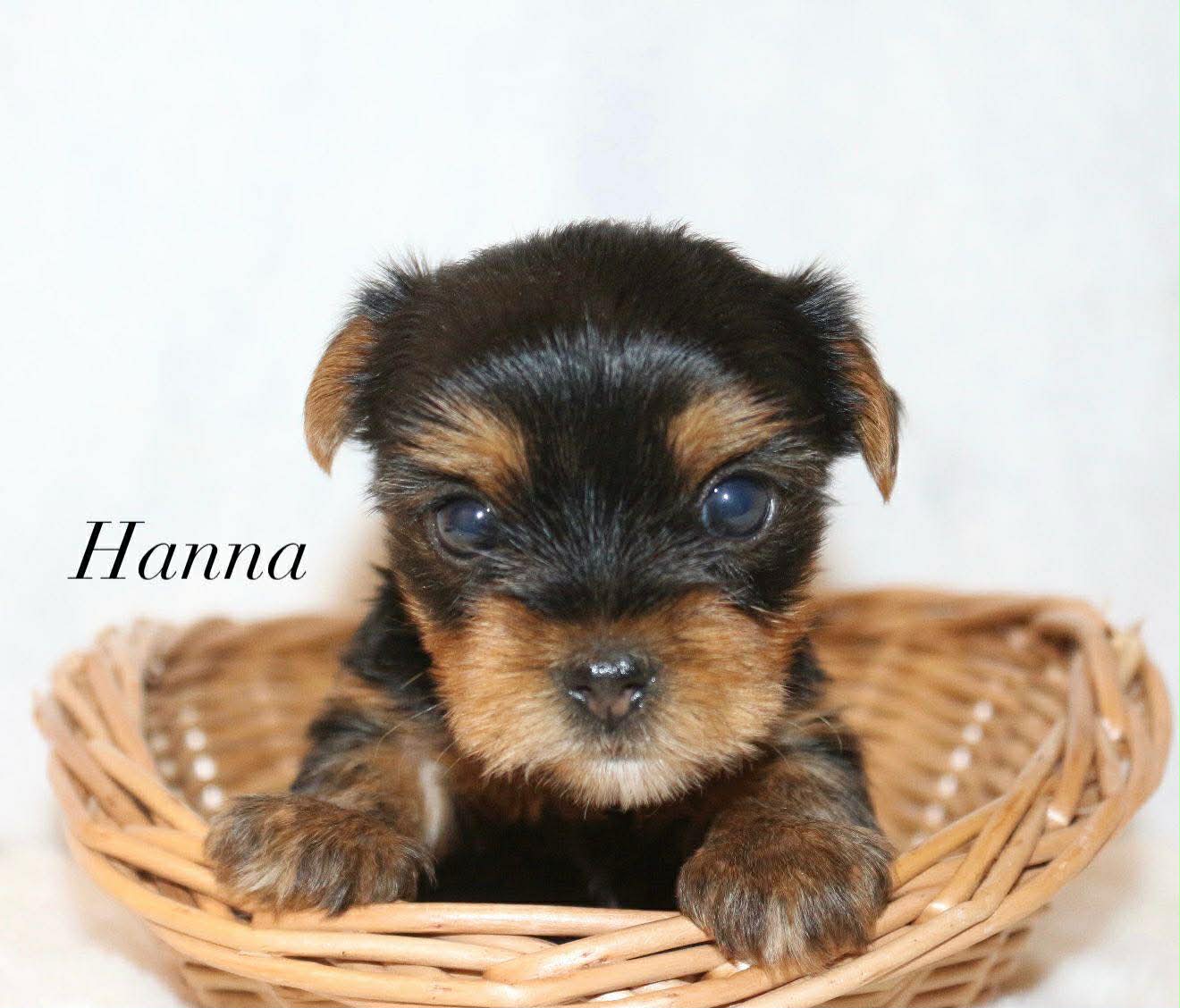 Hannah – Yorkshire Terrier puppy for sale in Hillsboro, TX
