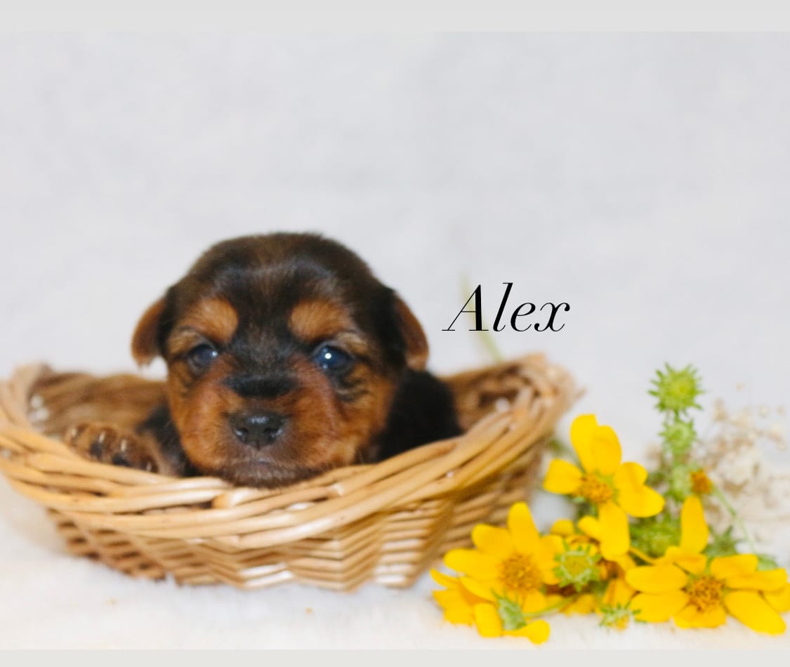 Alex – Yorkshire Terrier puppy for sale in Hillsboro, TX