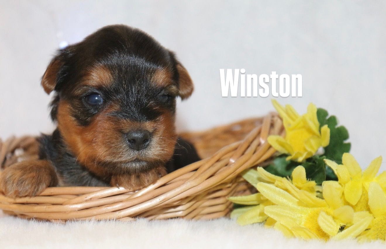 Winston 
