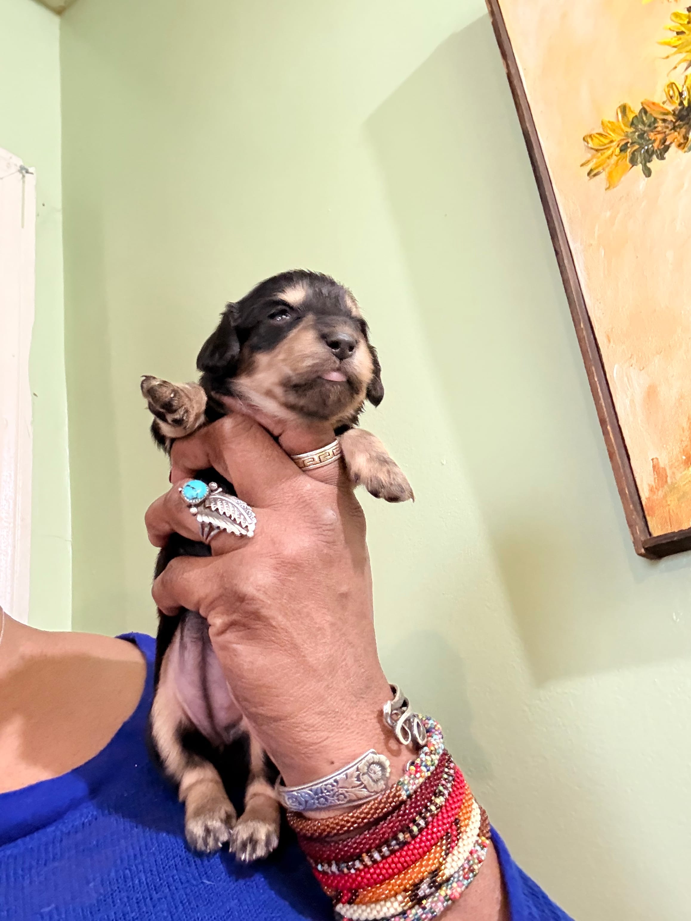Lovely One – Miniature Dachshund puppy for sale in Lynchburg, VA