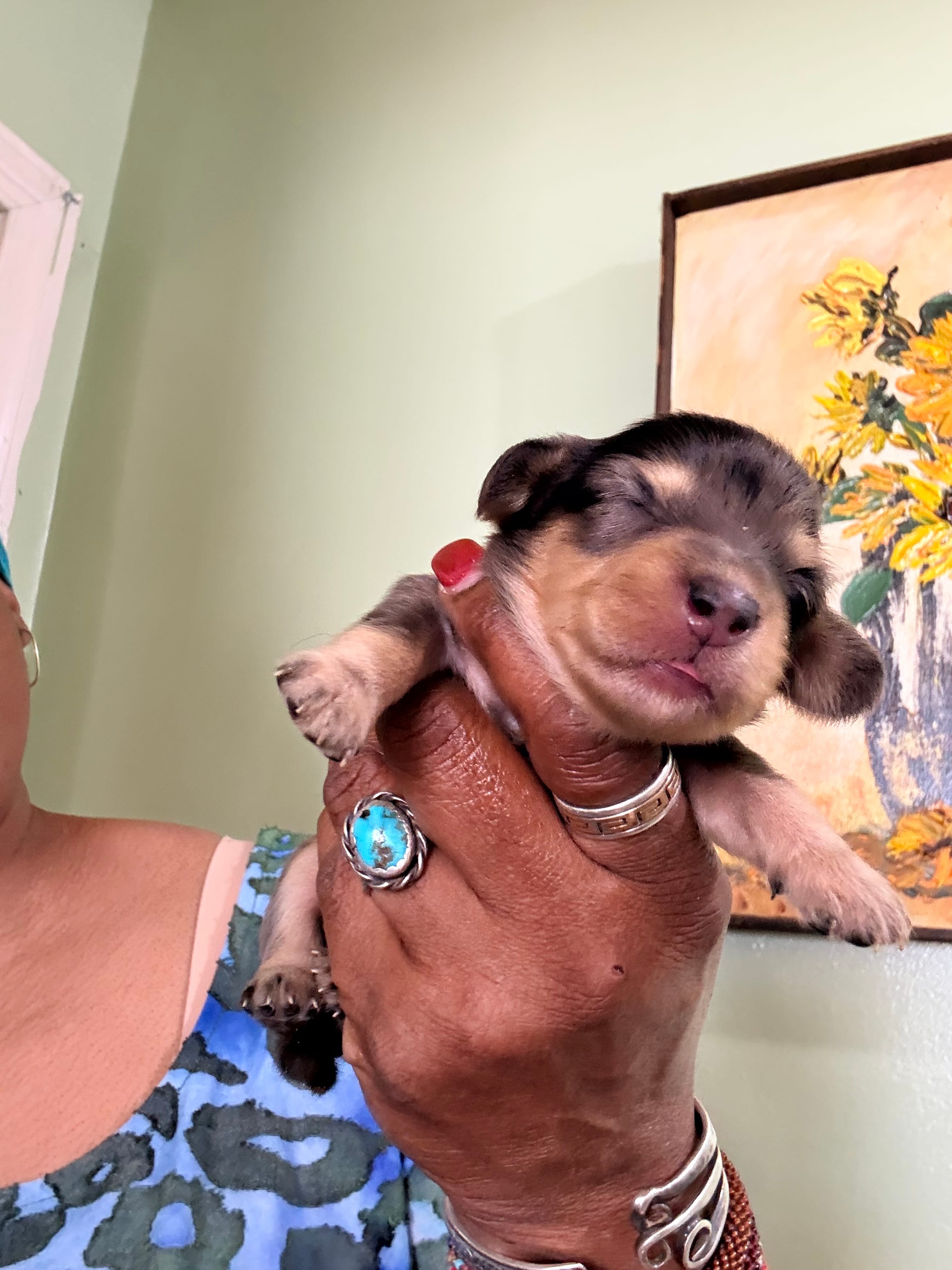 Dapple Girl – Miniature Dachshund puppy for sale in Lynchburg, VA