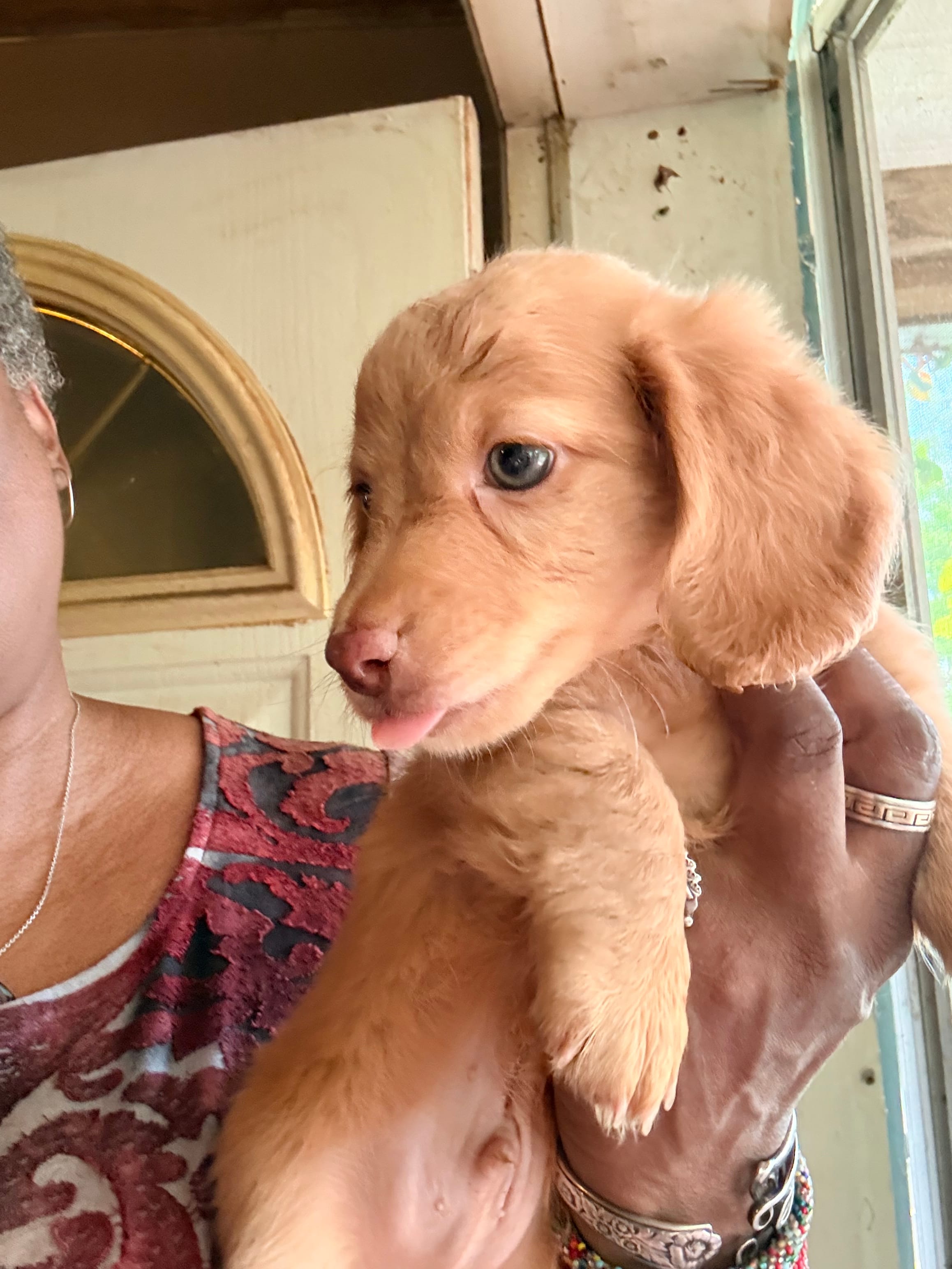 Diluted Red Boy – Miniature Dachshund puppy for sale in Lynchburg, VA