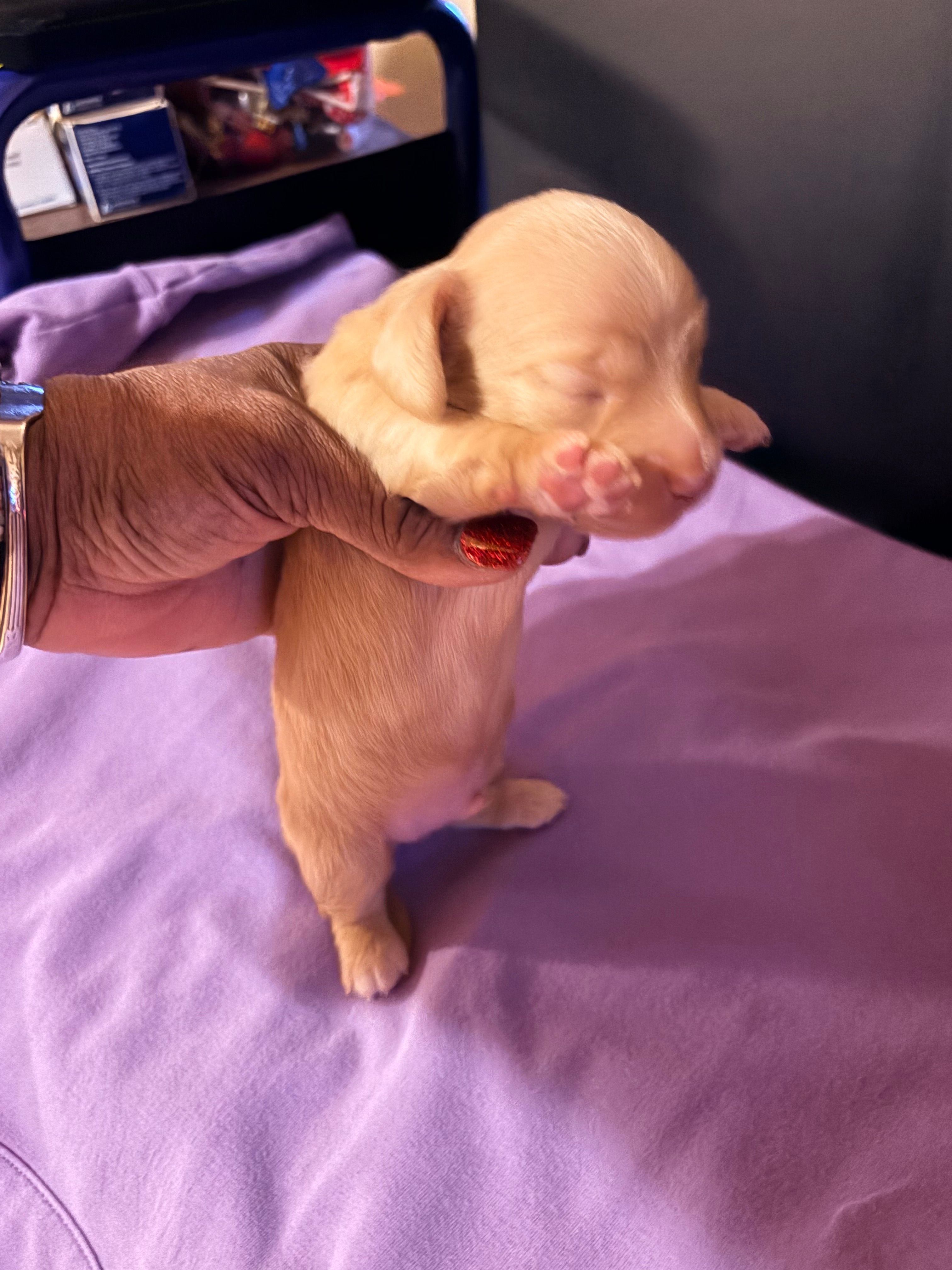 Diluted Red Girl – Miniature Dachshund puppy for sale in Lynchburg, VA