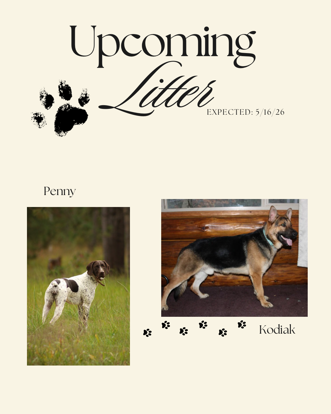 Expected litter – German Shepherd Dog, German Shorthaired Pointer puppy for sale in Menahga, MN