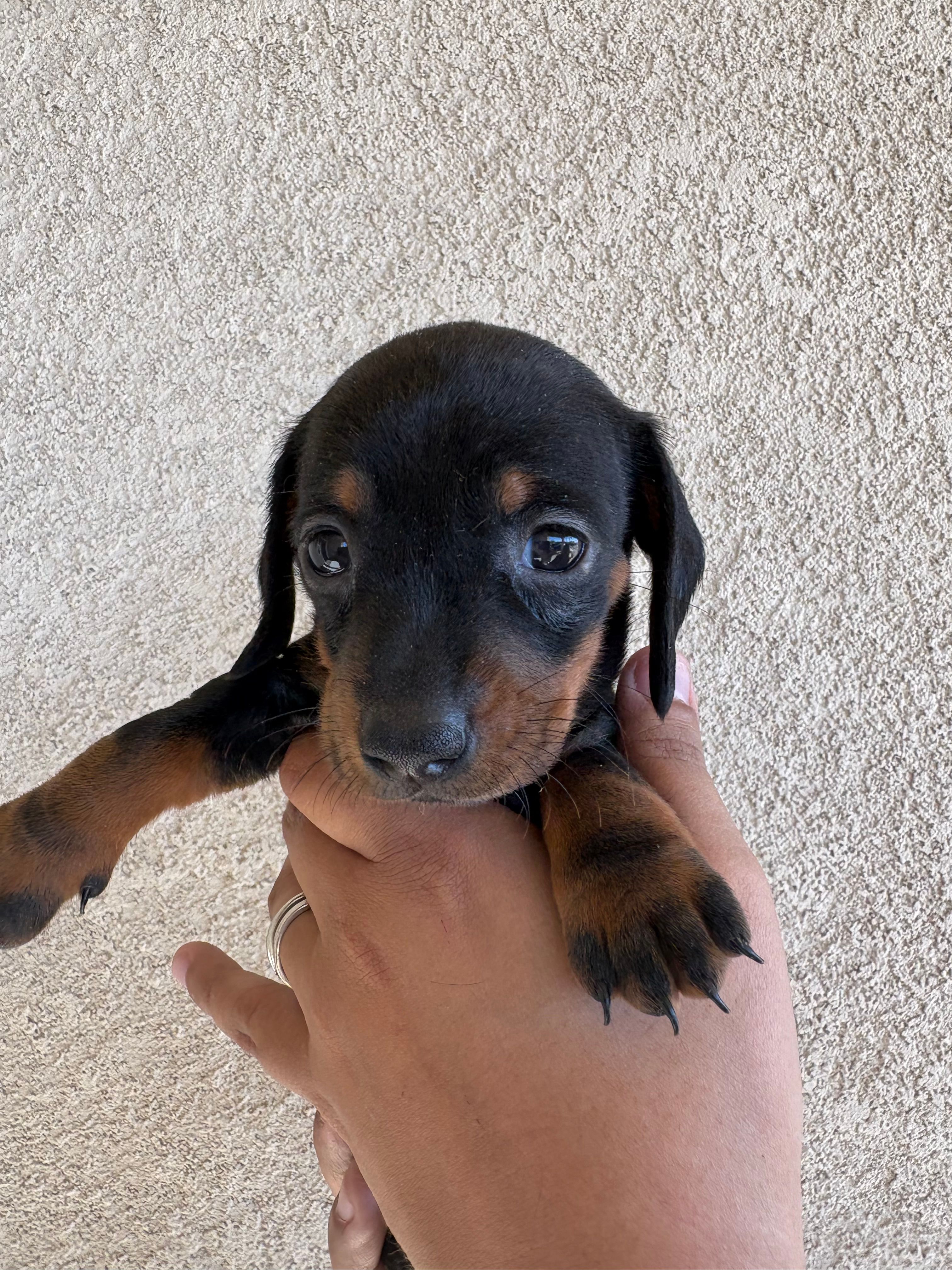 Baby – Miniature Dachshund puppy for sale in Menifee, CA