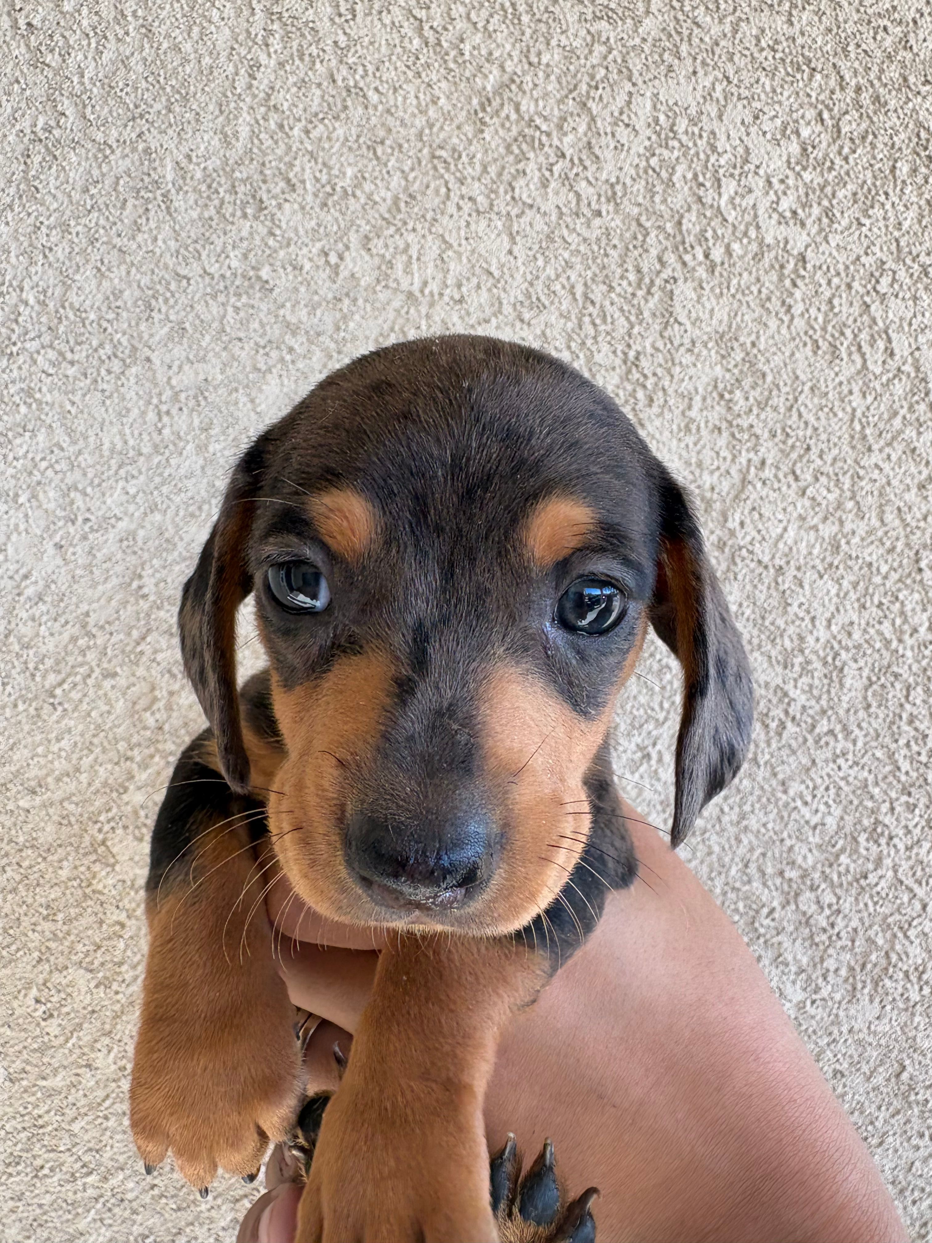 Sister – Miniature Dachshund puppy for sale in Menifee, CA