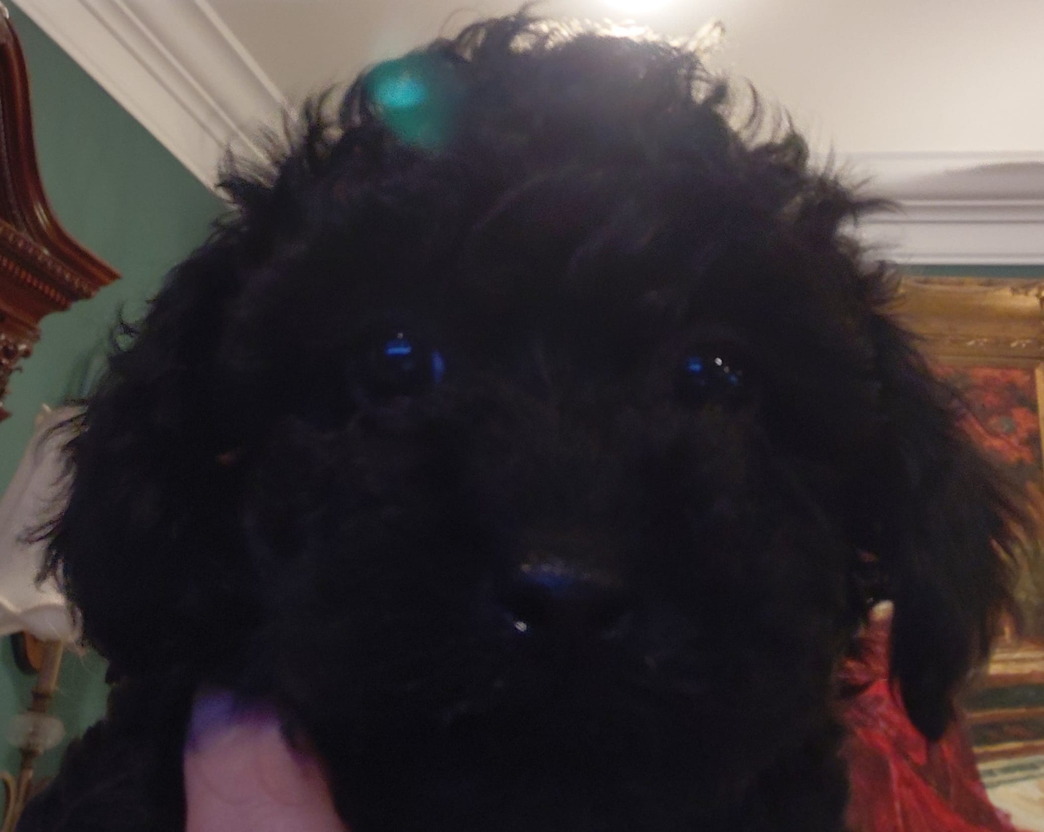 Black toy poodle – Poodle - Toy  puppy for sale in Cameron, NC