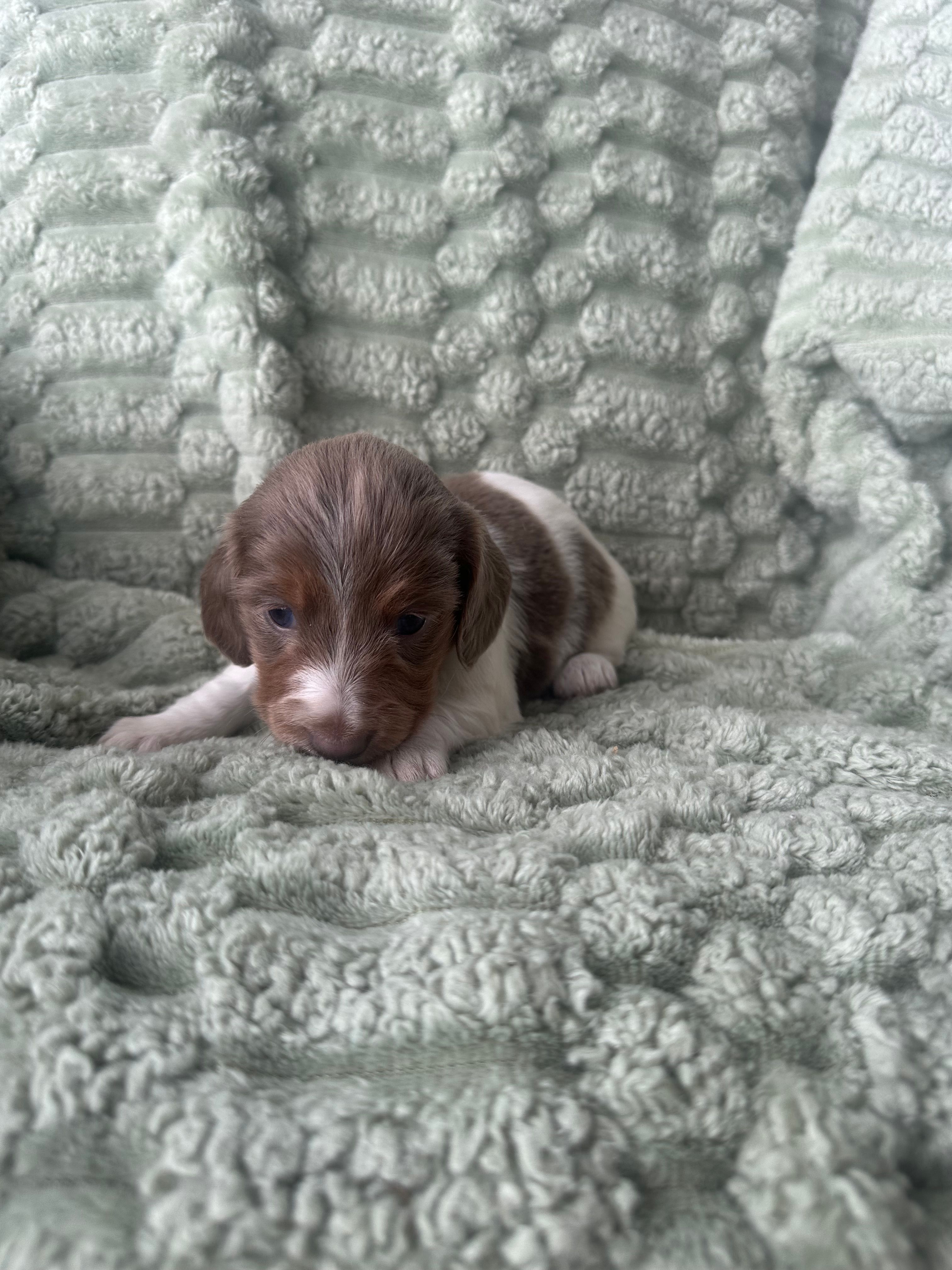 Lucy – Miniature Dachshund puppy for sale in Winnsboro, TX
