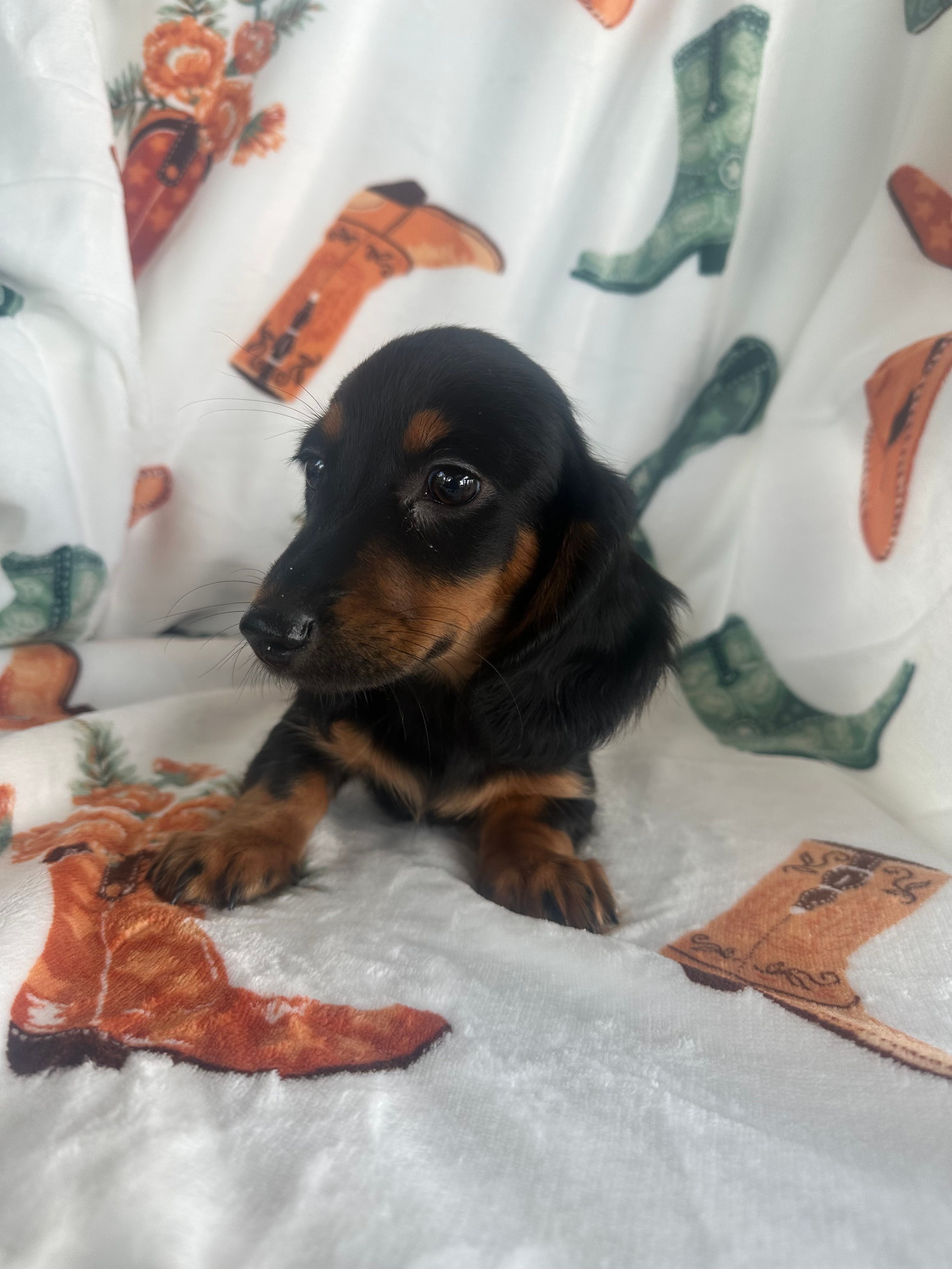 Gracie – Miniature Dachshund puppy for sale in Winnsboro, TX