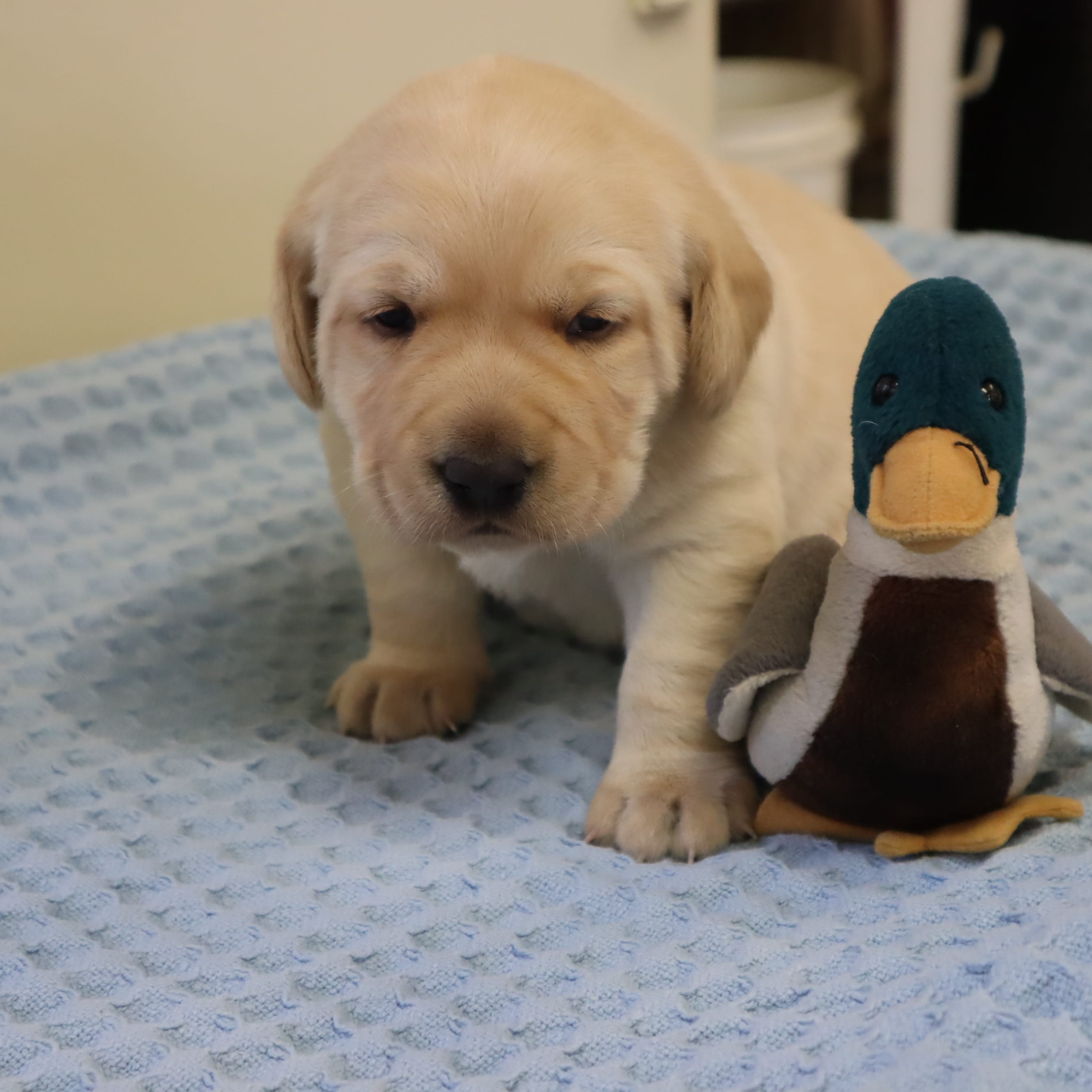 Yellow - Lab – Labrador Retriever puppy for sale in Athens, WI