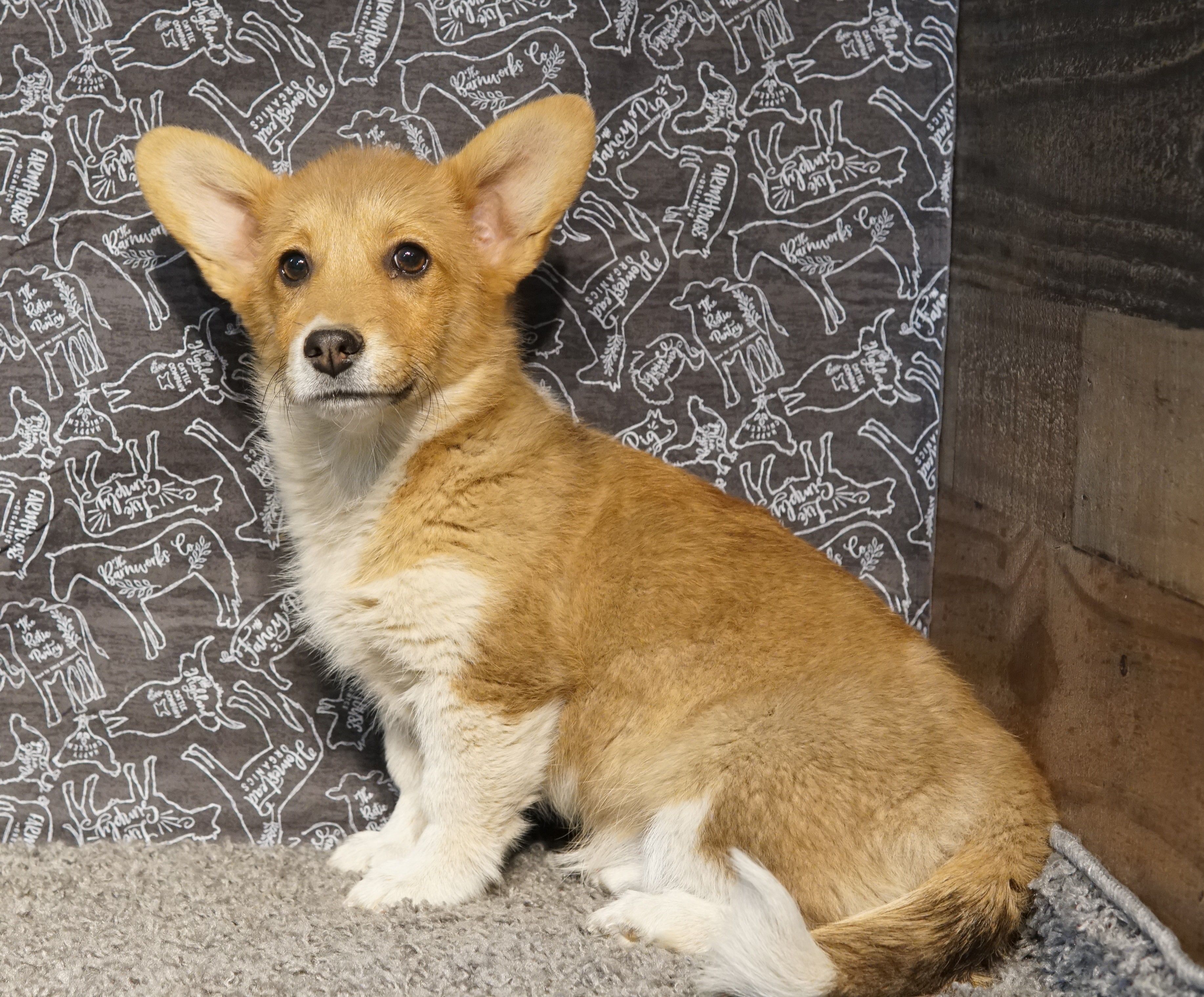 Renae – Pembroke Welsh Corgi puppy for sale in Hotchkiss, CO