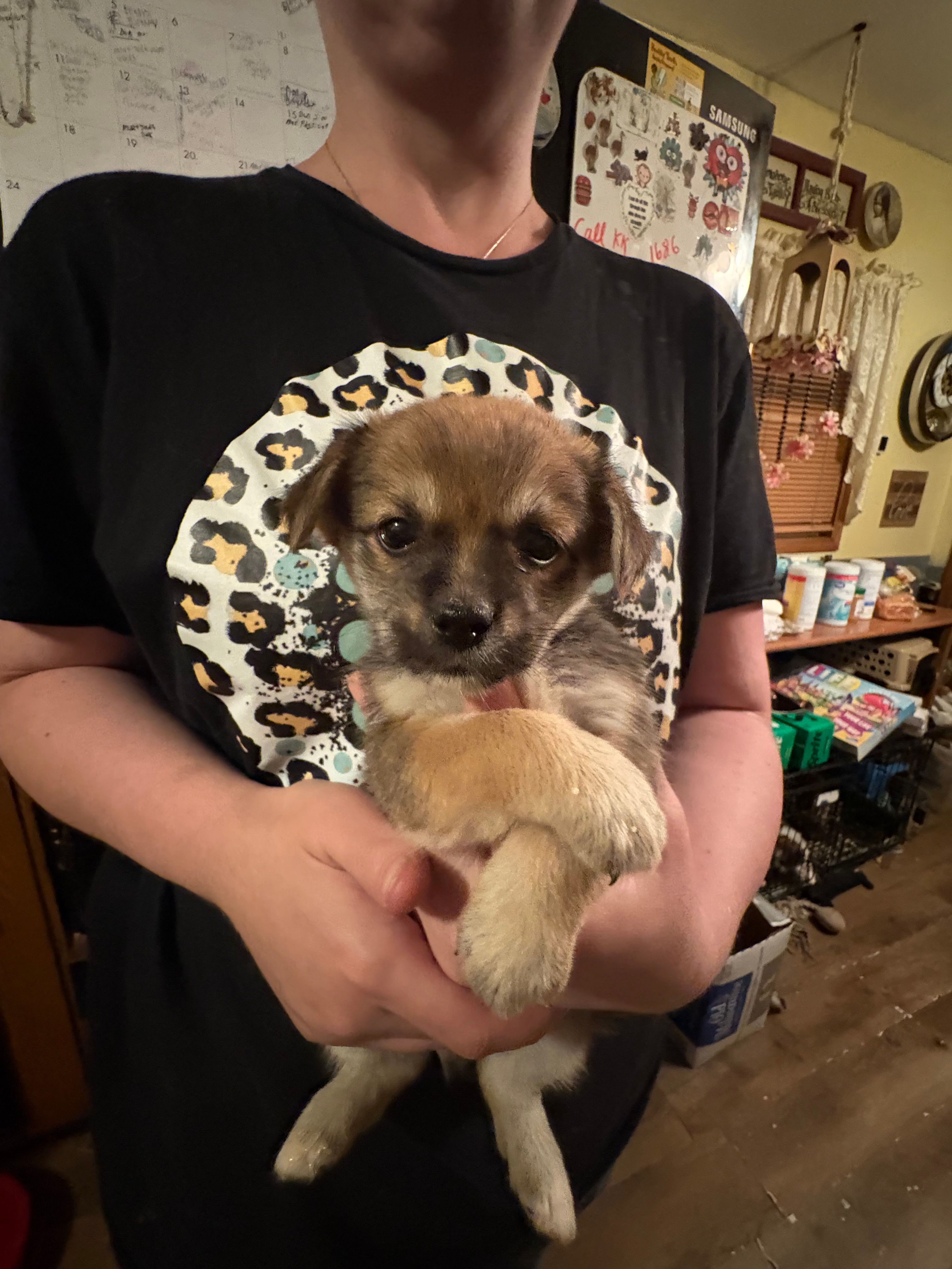 Sky – Chorkie, Peek-A-Pom puppy for sale in Ellsworth, IA