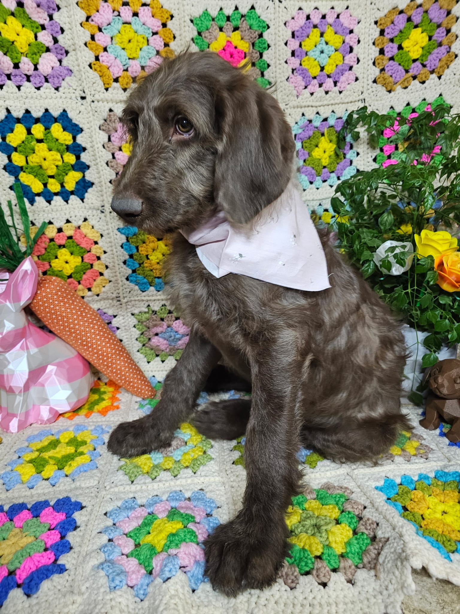 Pink – Labradoodle puppy for sale in San Antonio, TX