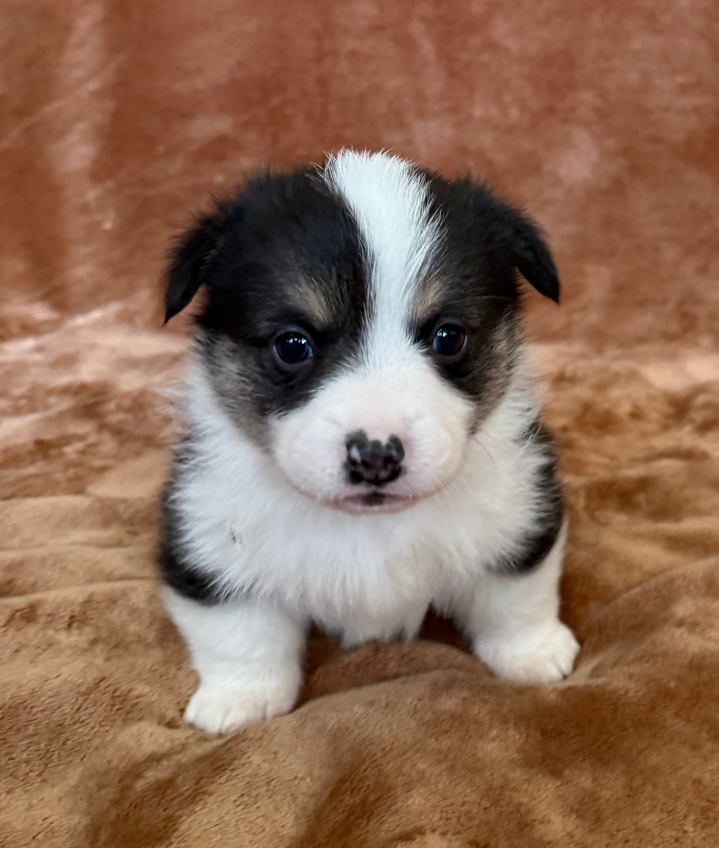 Donatello – Pembroke Welsh Corgi puppy for sale in Drain, OR