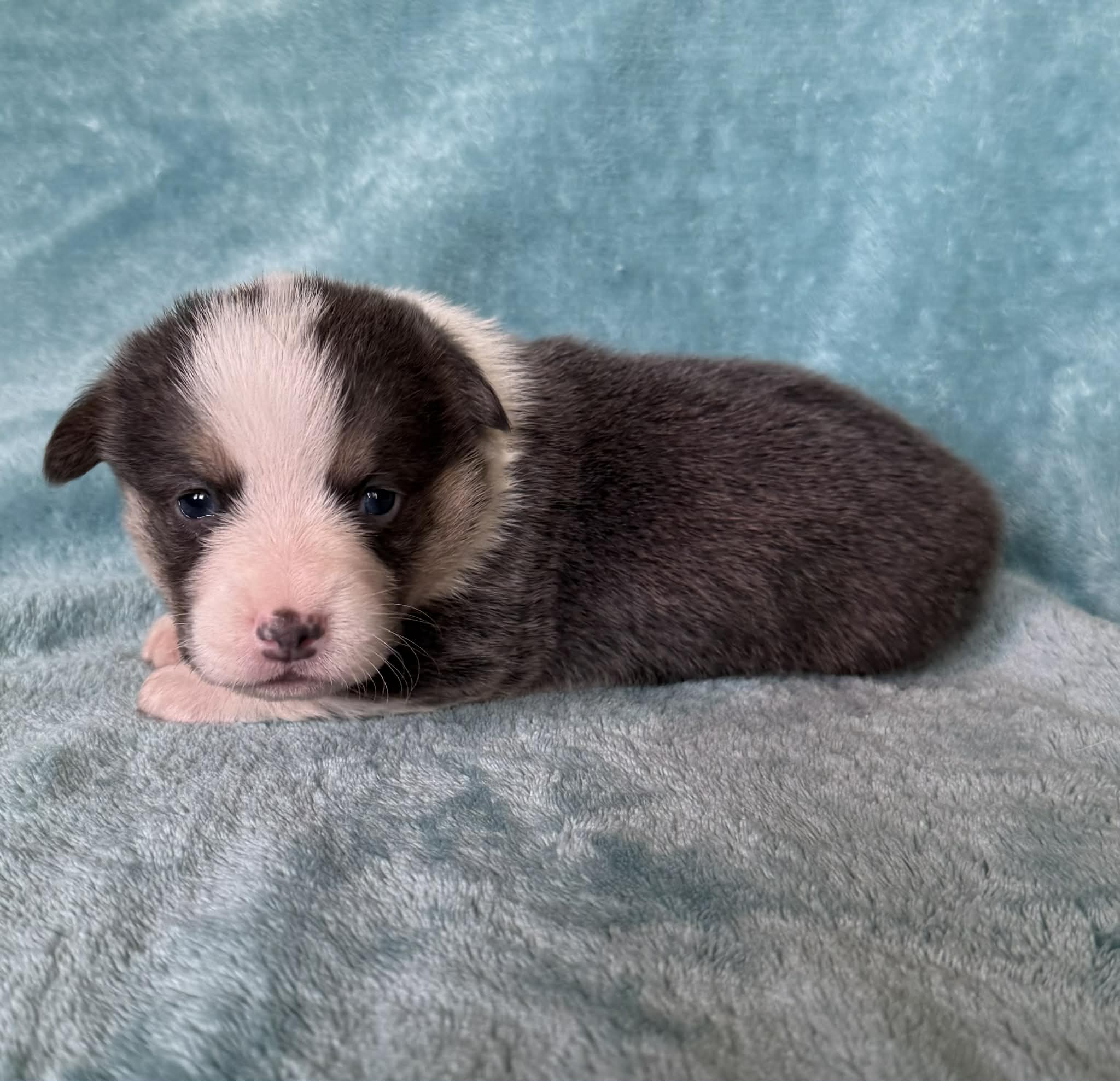 Leonardo – Pembroke Welsh Corgi puppy for sale in Drain, OR
