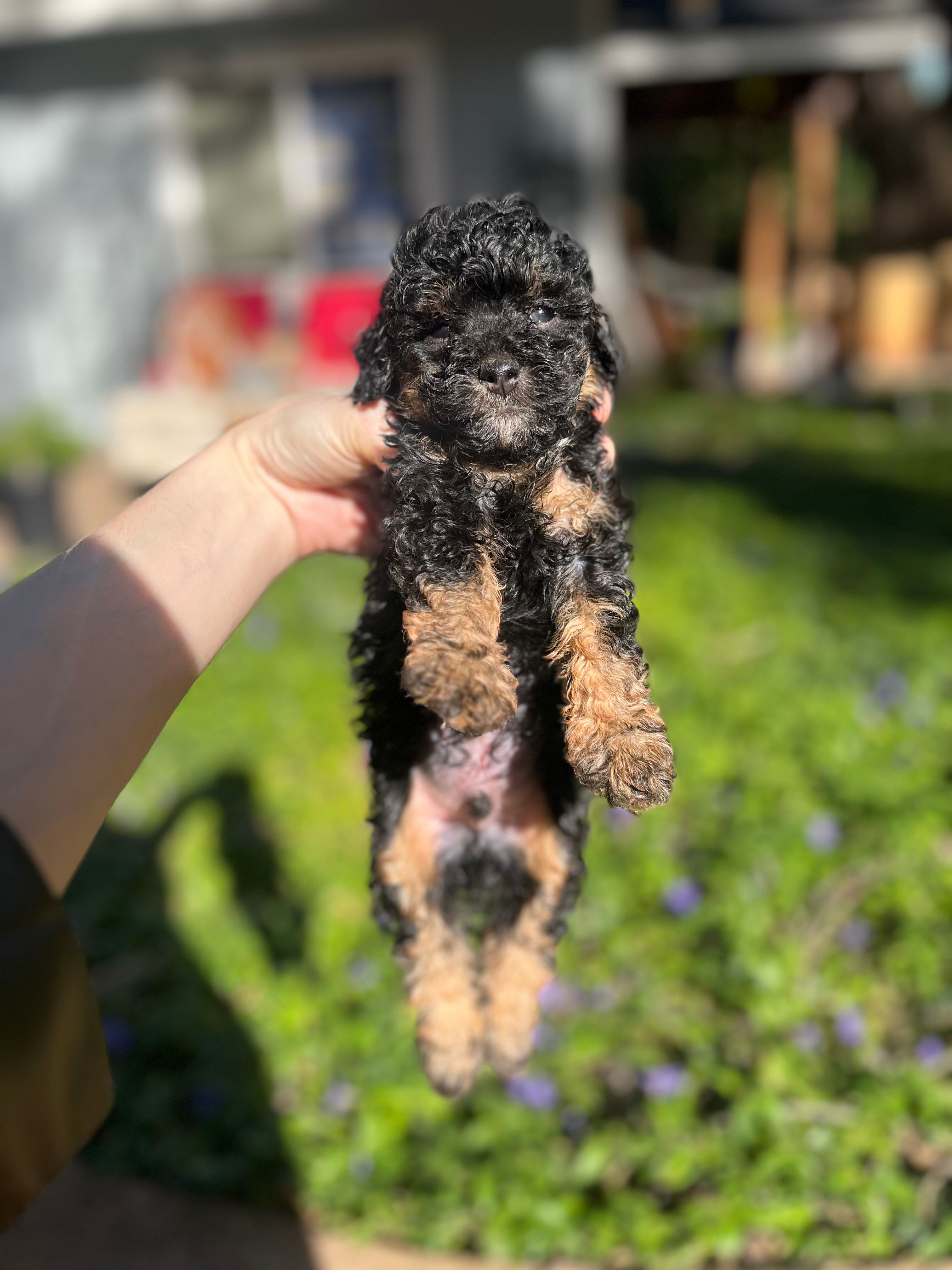 Phil – Poodle - Toy  puppy for sale in Nevada City, CA