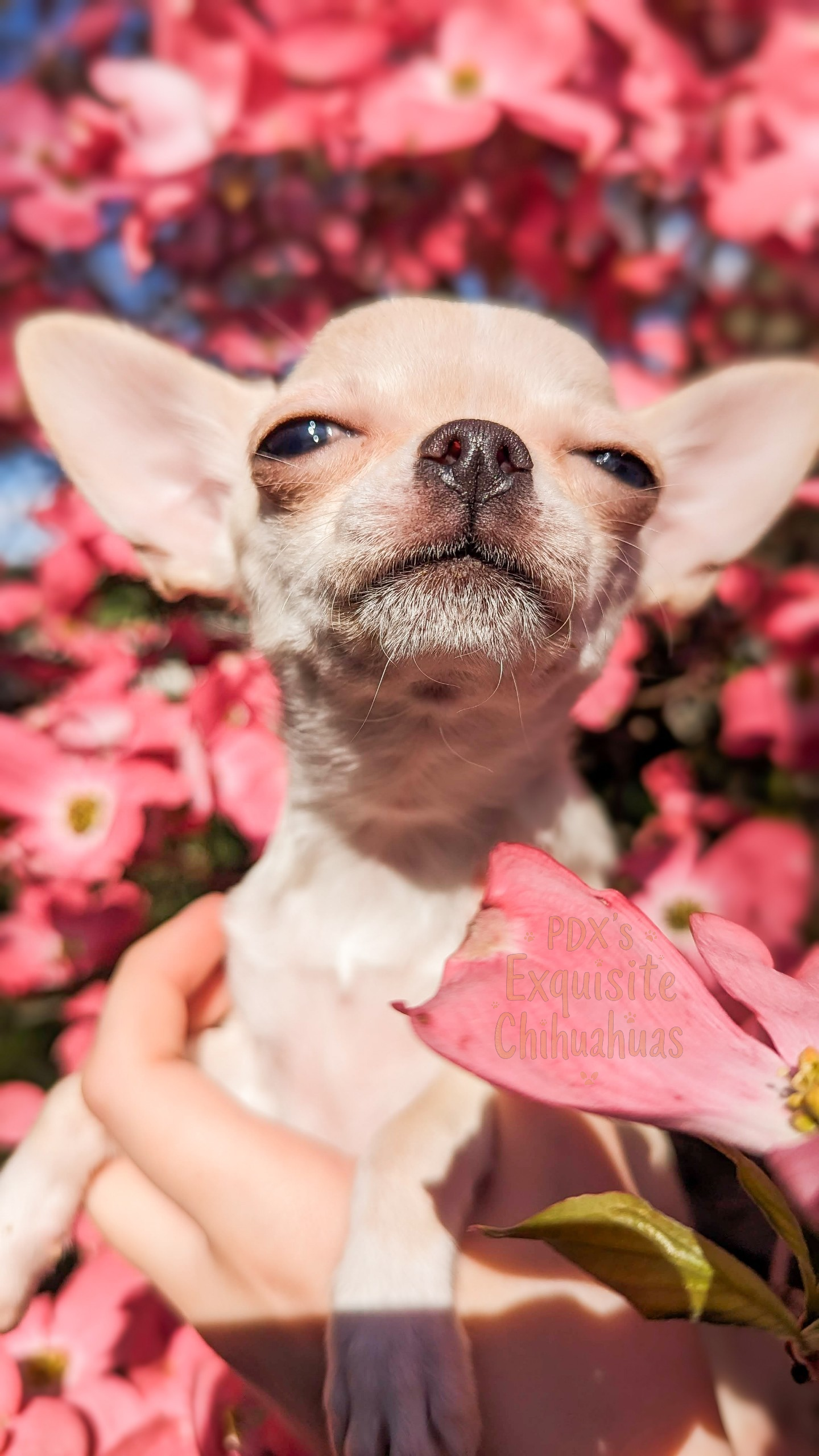 Elsa – Chihuahua puppy for sale in Portland, OR