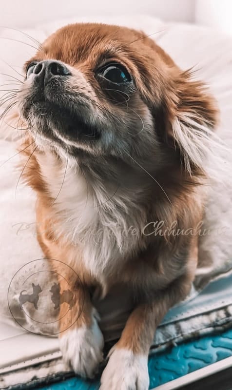 Vixey – Chihuahua puppy for sale in Portland, OR