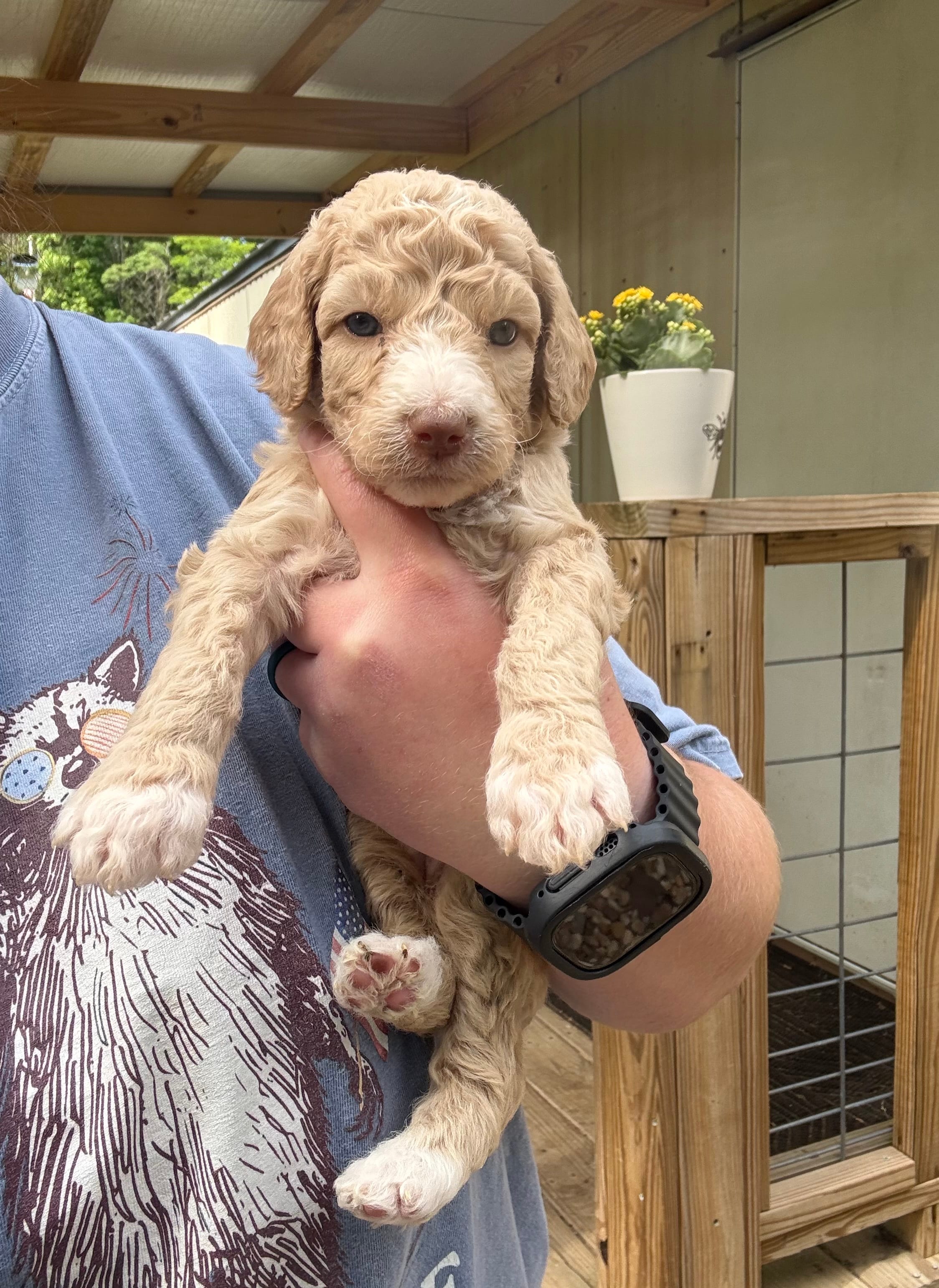 Cream Female – Poodle - Standard  puppy for sale in Pulaski, TN