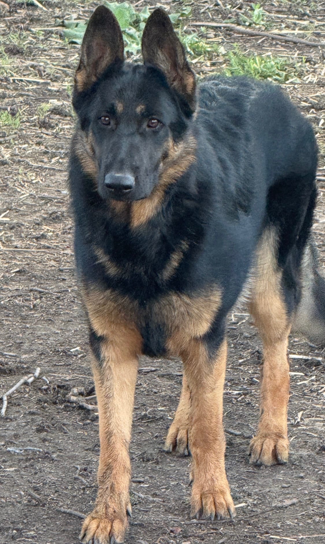 Willow  – German Shepherd Dog puppy for sale in Hull, IL