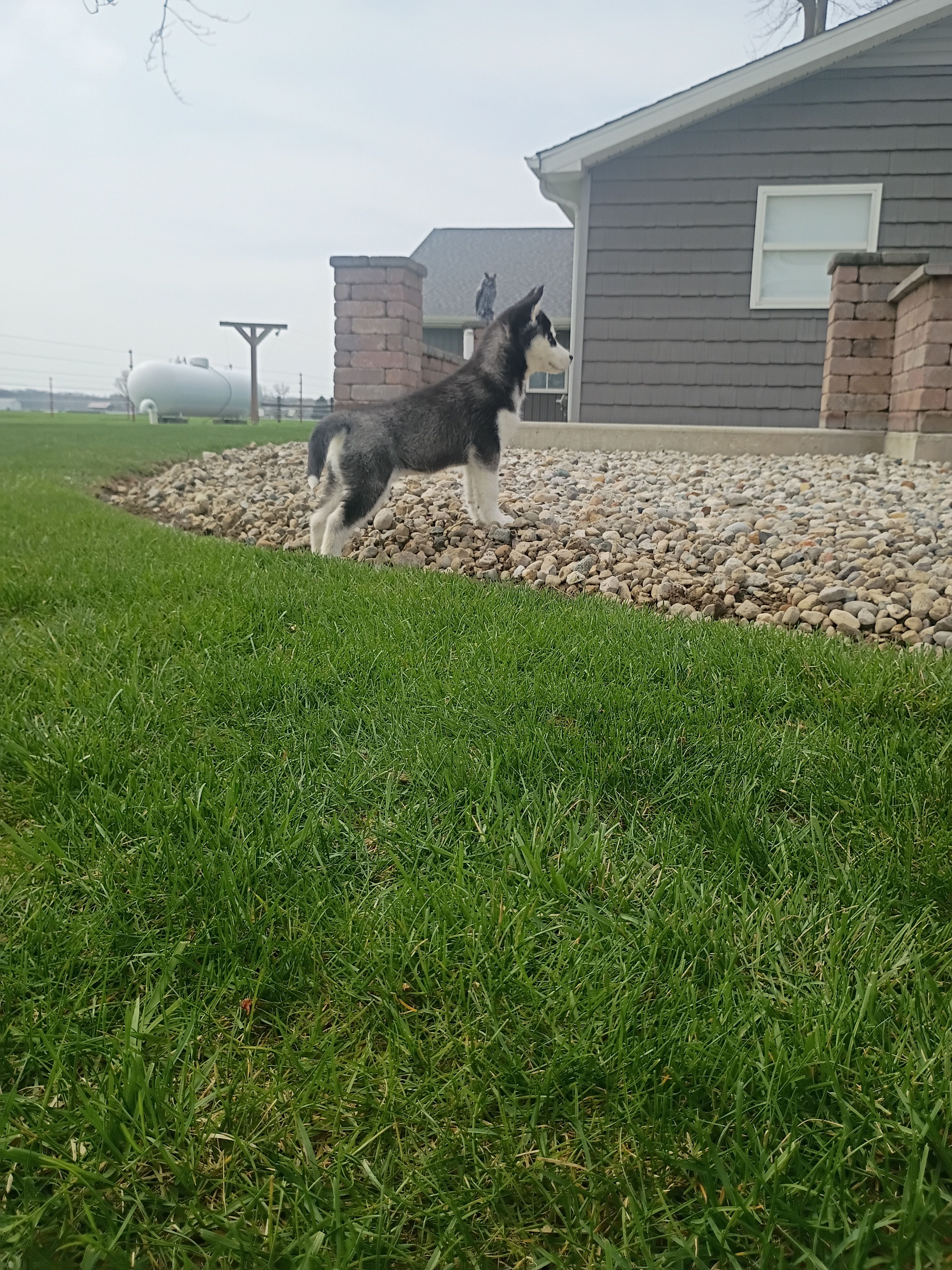 AKC. Piper – Siberian Husky puppy for sale in Harlan, IN