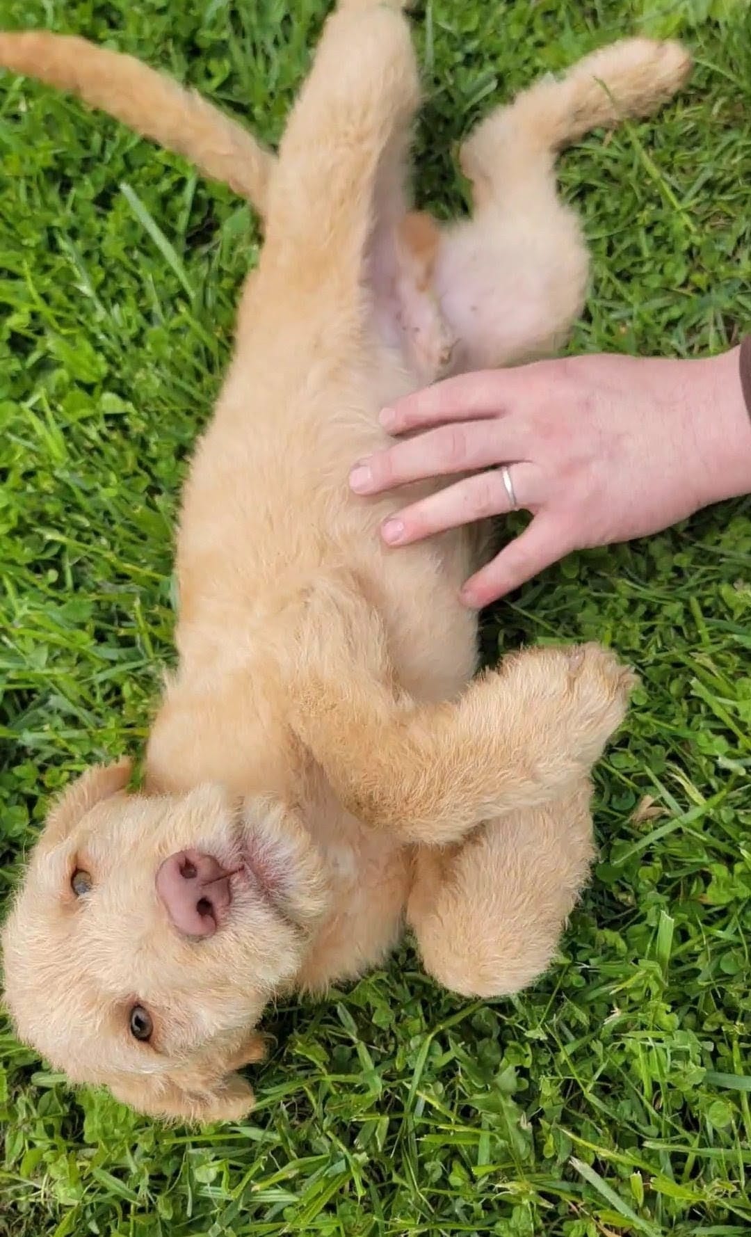 #6 – Goldendoodle, Labradoodle puppy for sale in Pierceton, IN