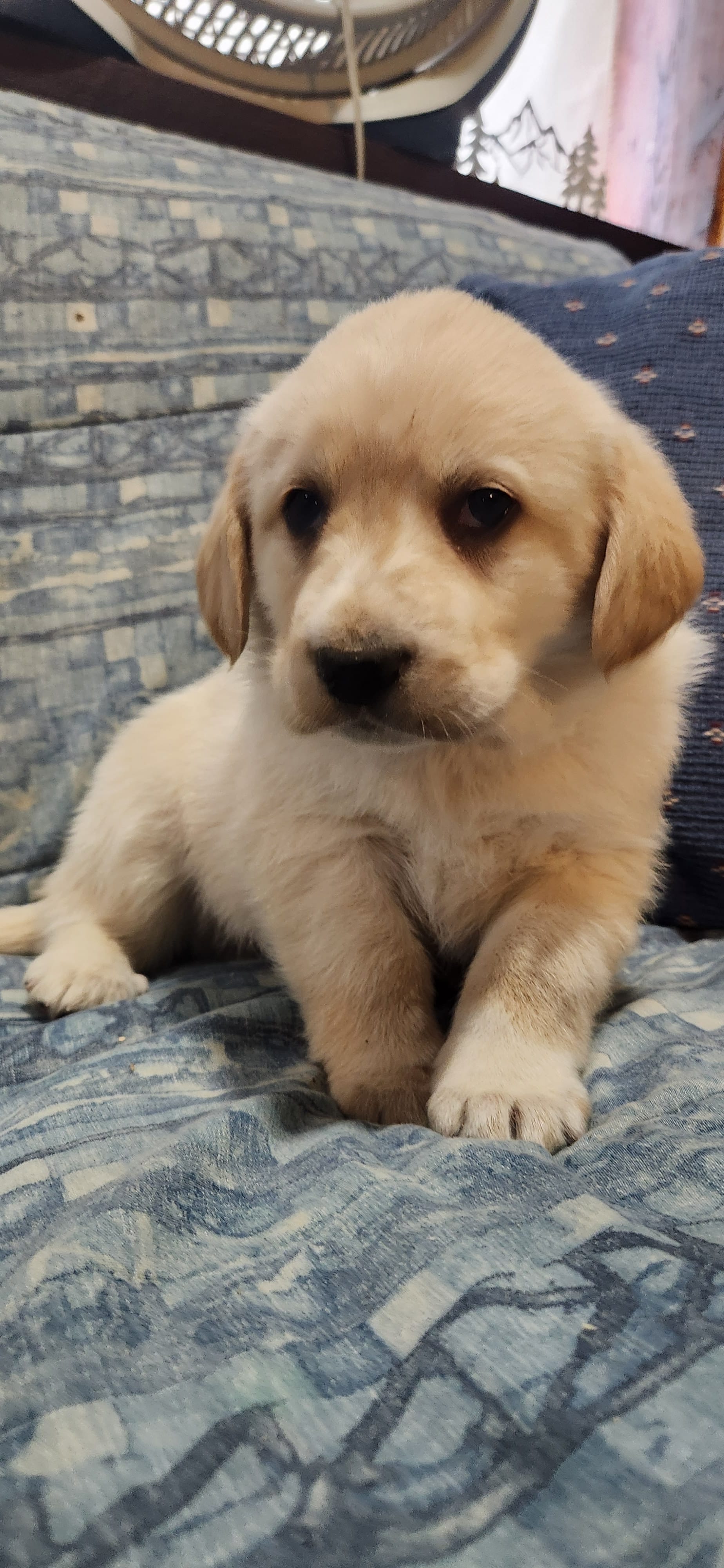 Spunk  – Labrador Retriever puppy for sale in Loysville, PA
