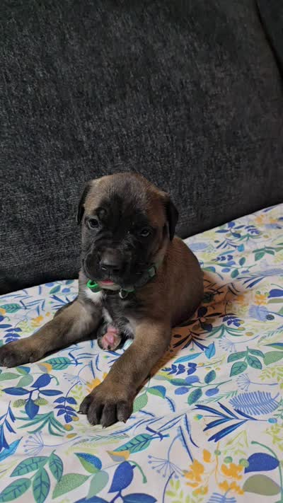 Green collar, a female Cane Corso for sale in Chandler, AZ – 2 of 2