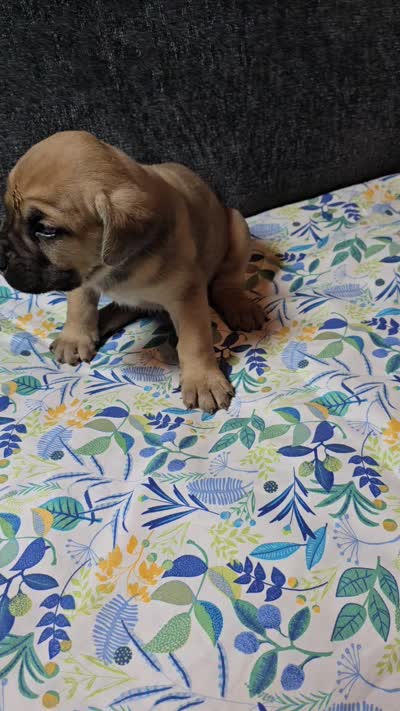 Green collar, a male Cane Corso for sale in Chandler, AZ – 2 of 2