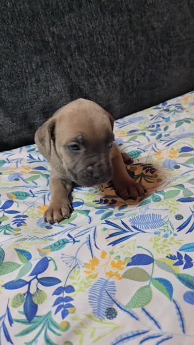 N/A, a female Cane Corso for sale in Chandler, AZ – 2 of 2