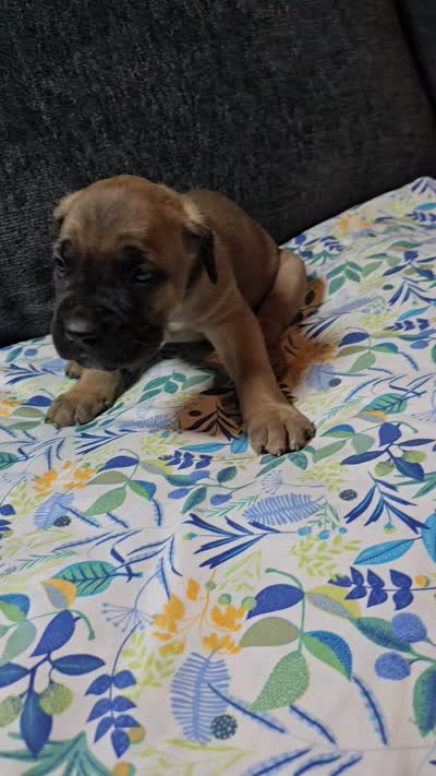 Lime green collar, a male Cane Corso for sale in Chandler, AZ – 2 of 2