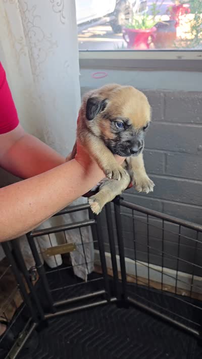 Female 1, a female Cane Corso for sale in Chandler, AZ – 2 of 2