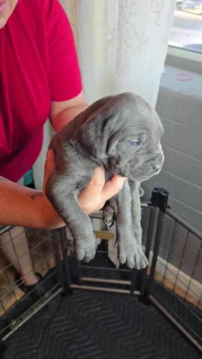 Female 3, a female Cane Corso for sale in Chandler, AZ – 2 of 2