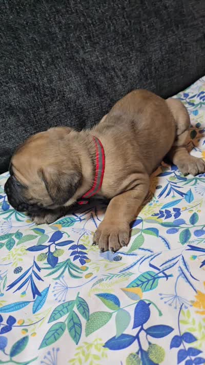 Red collar, a female Cane Corso for sale in Chandler, AZ – 2 of 2