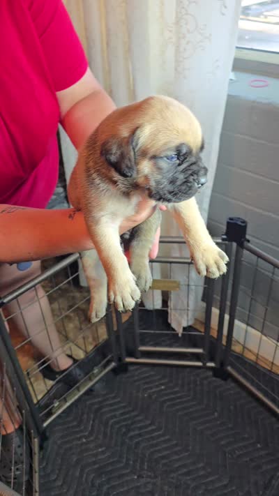 Male 2, a male Cane Corso for sale in Chandler, AZ – 2 of 2