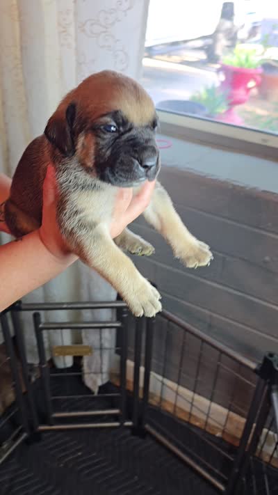 Male 1, a male Cane Corso for sale in Chandler, AZ – 2 of 2
