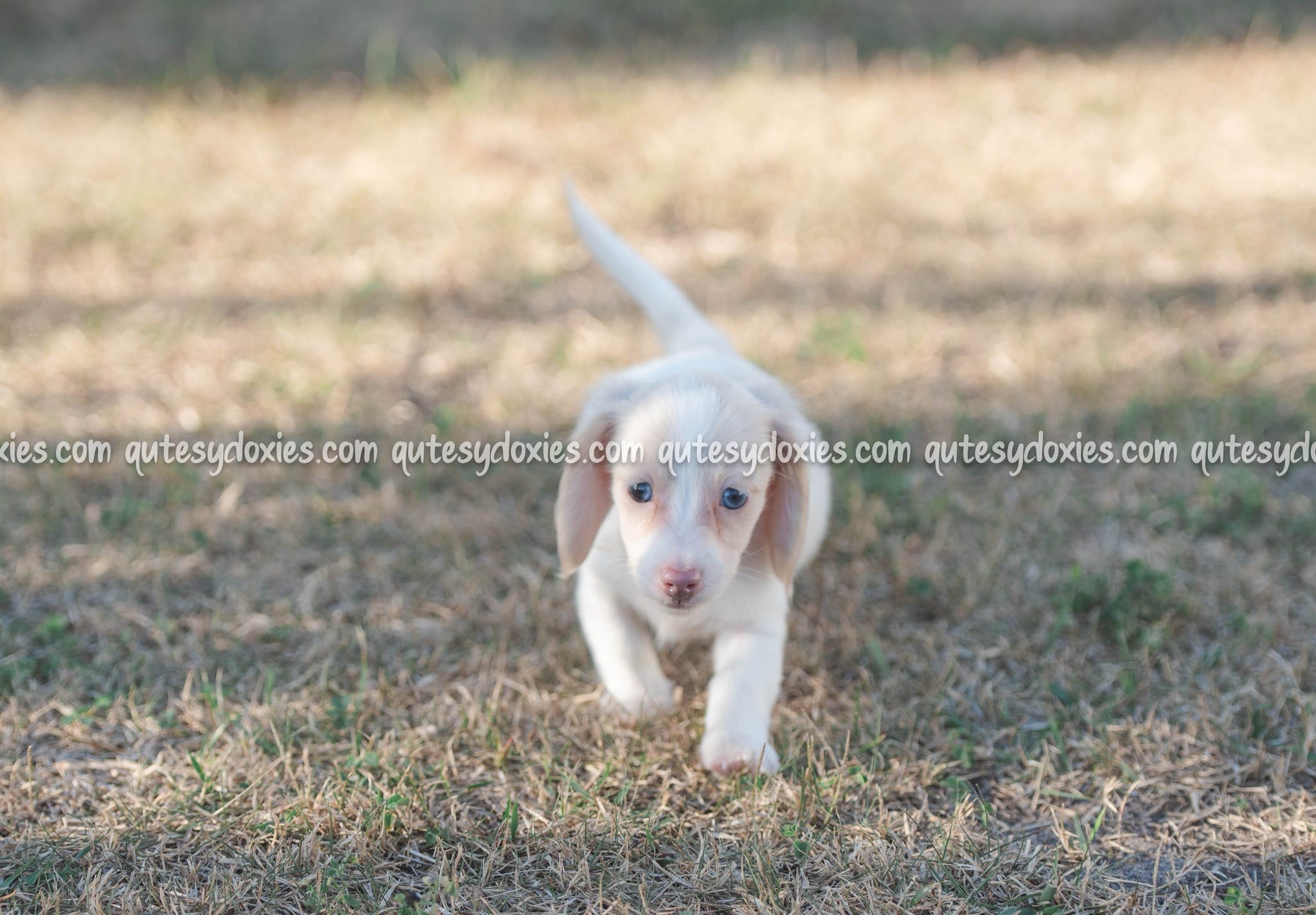 Nina – Dachshund puppy for sale in Panama City, FL