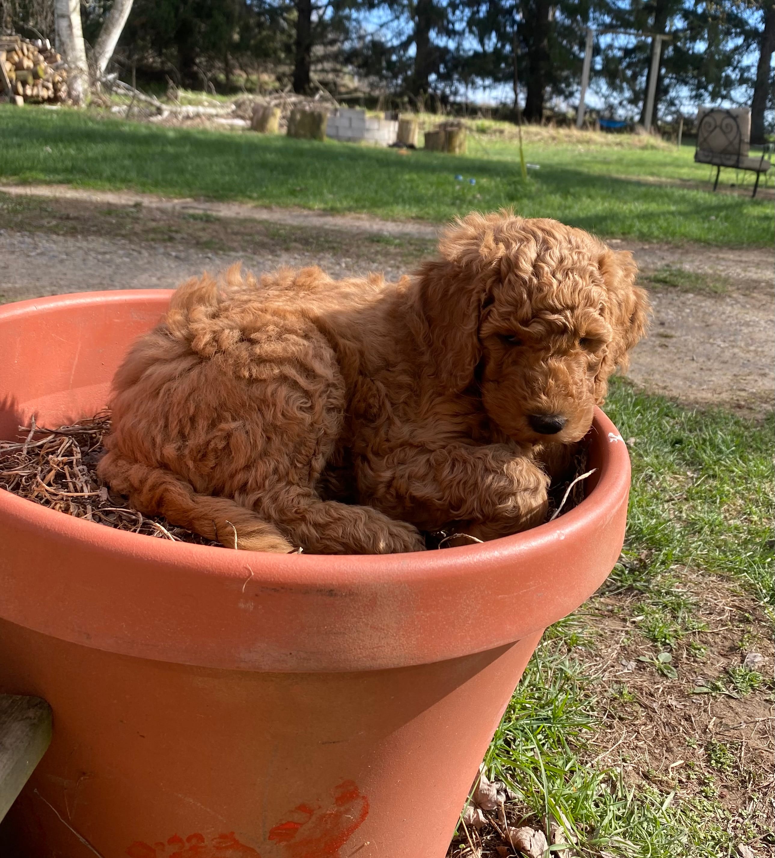 Mogli – Labradoodle puppy for sale in Caro, MI