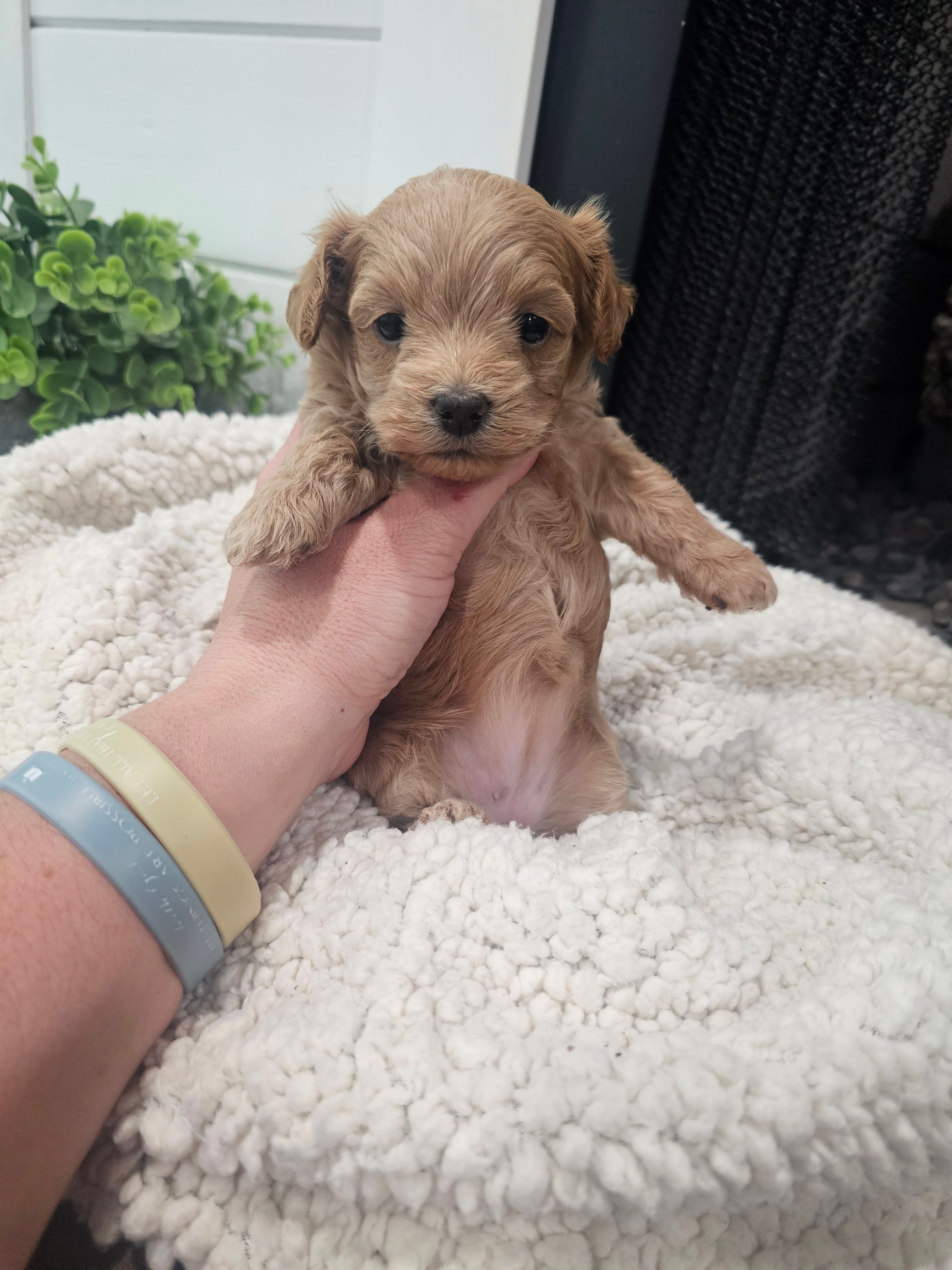 NALA – Maltipoo puppy for sale in Clarksville, TN