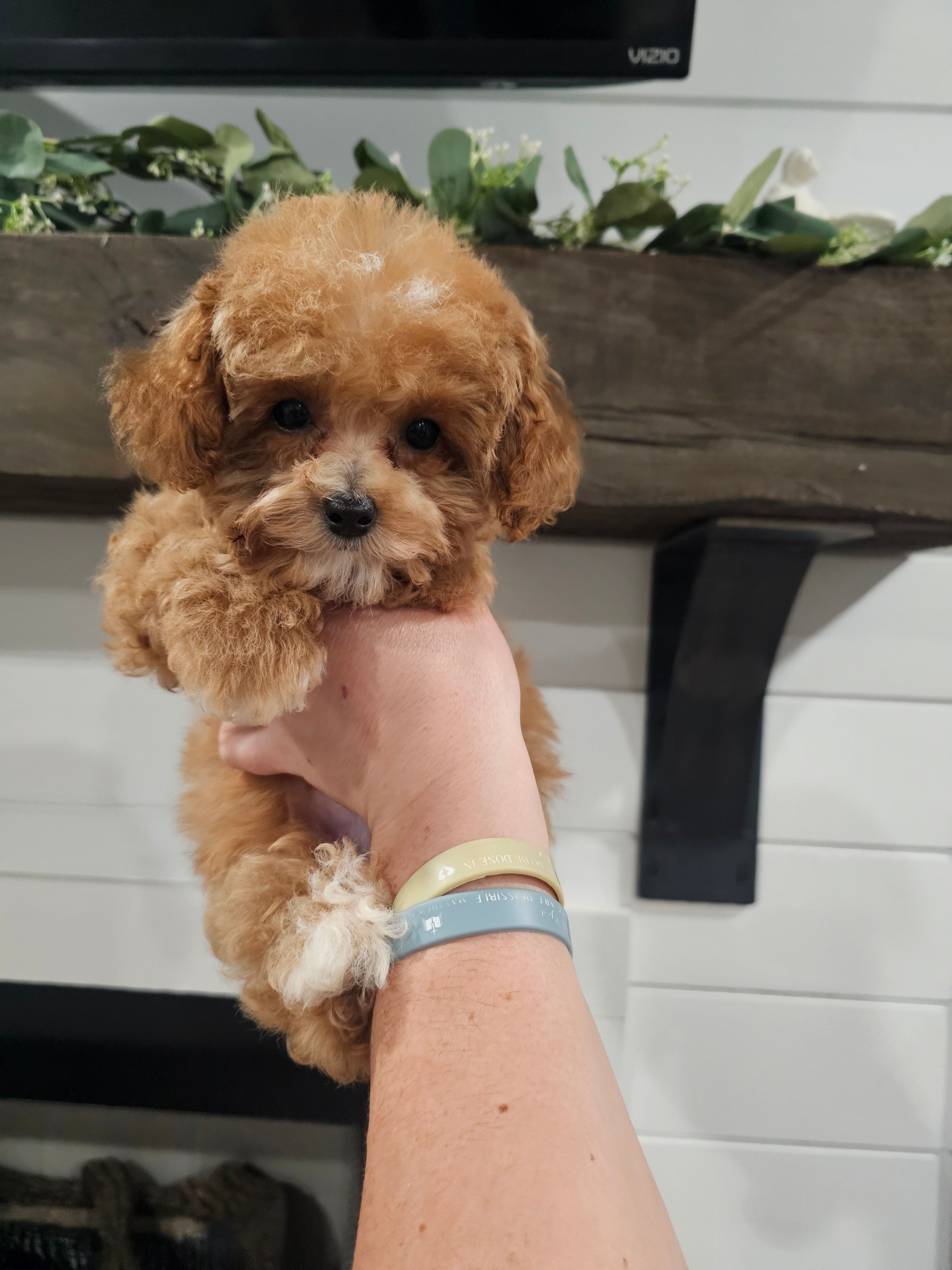 Tcup Lil Joe – Maltipoo puppy for sale in Clarksville, TN