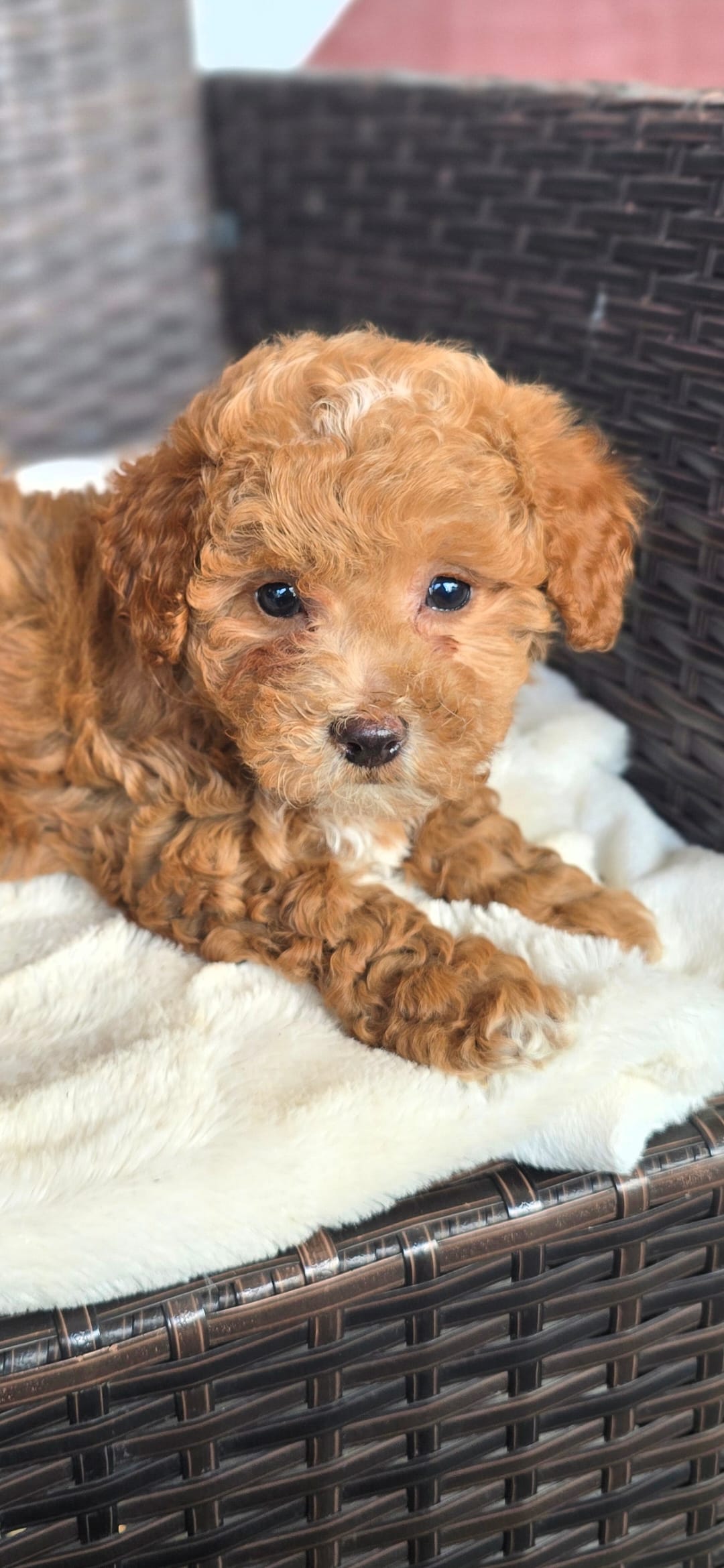 Banjo – Miniature Goldendoodle puppy for sale in Bealeton, VA