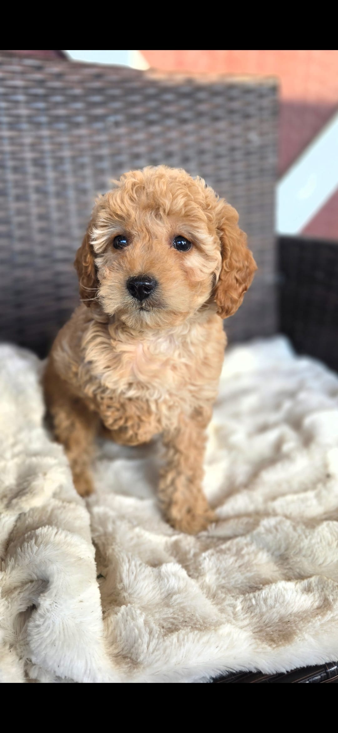 Babs – Miniature Goldendoodle puppy for sale in Bealeton, VA