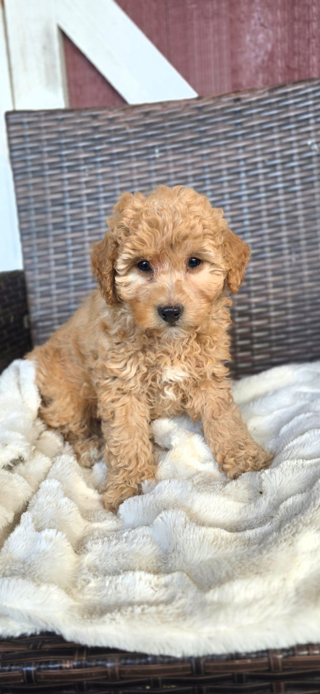 Bentley – Miniature Goldendoodle puppy for sale in Bealeton, VA