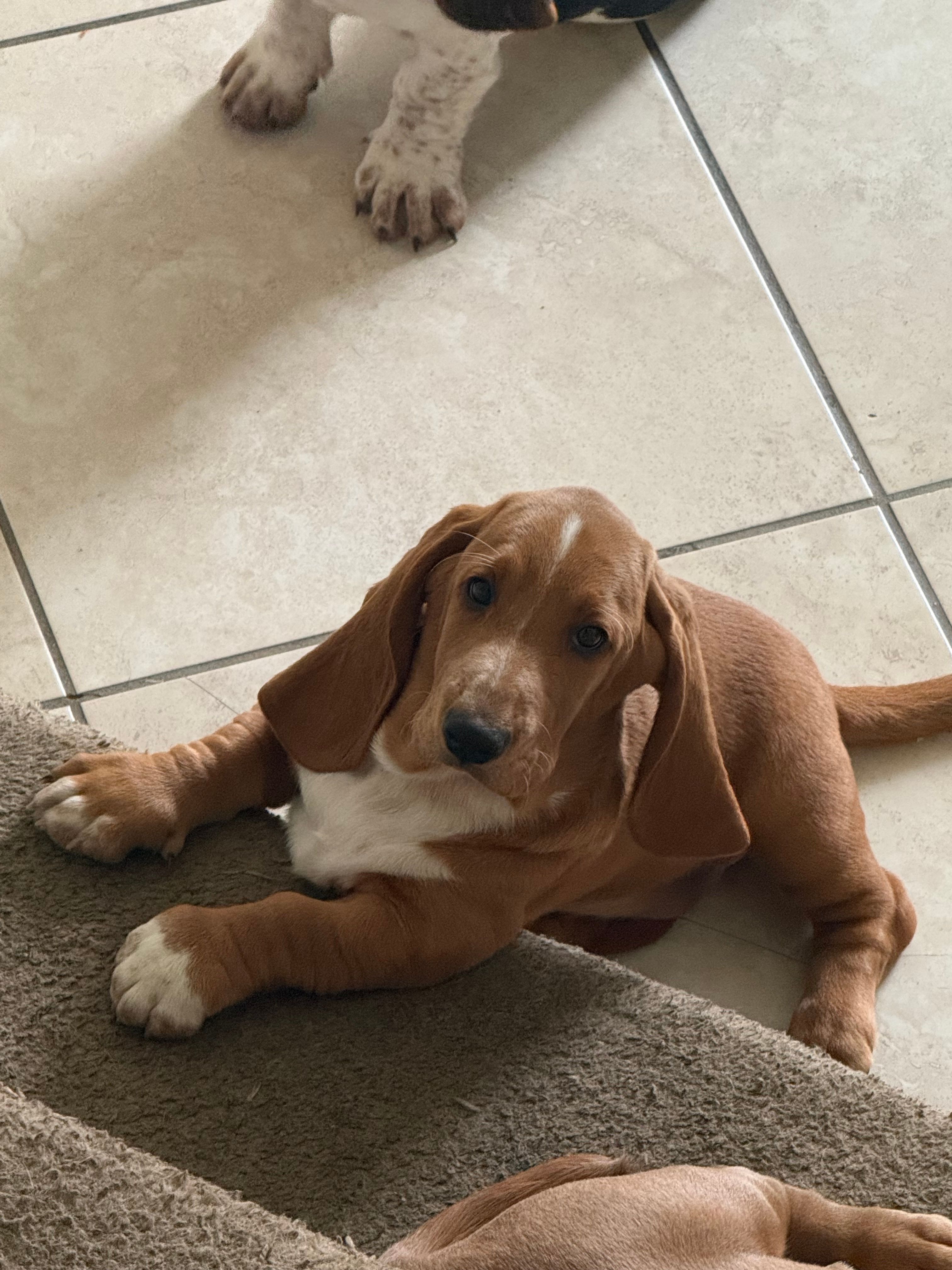 Nutmeg – Basset Hound puppy for sale in Orlando, FL