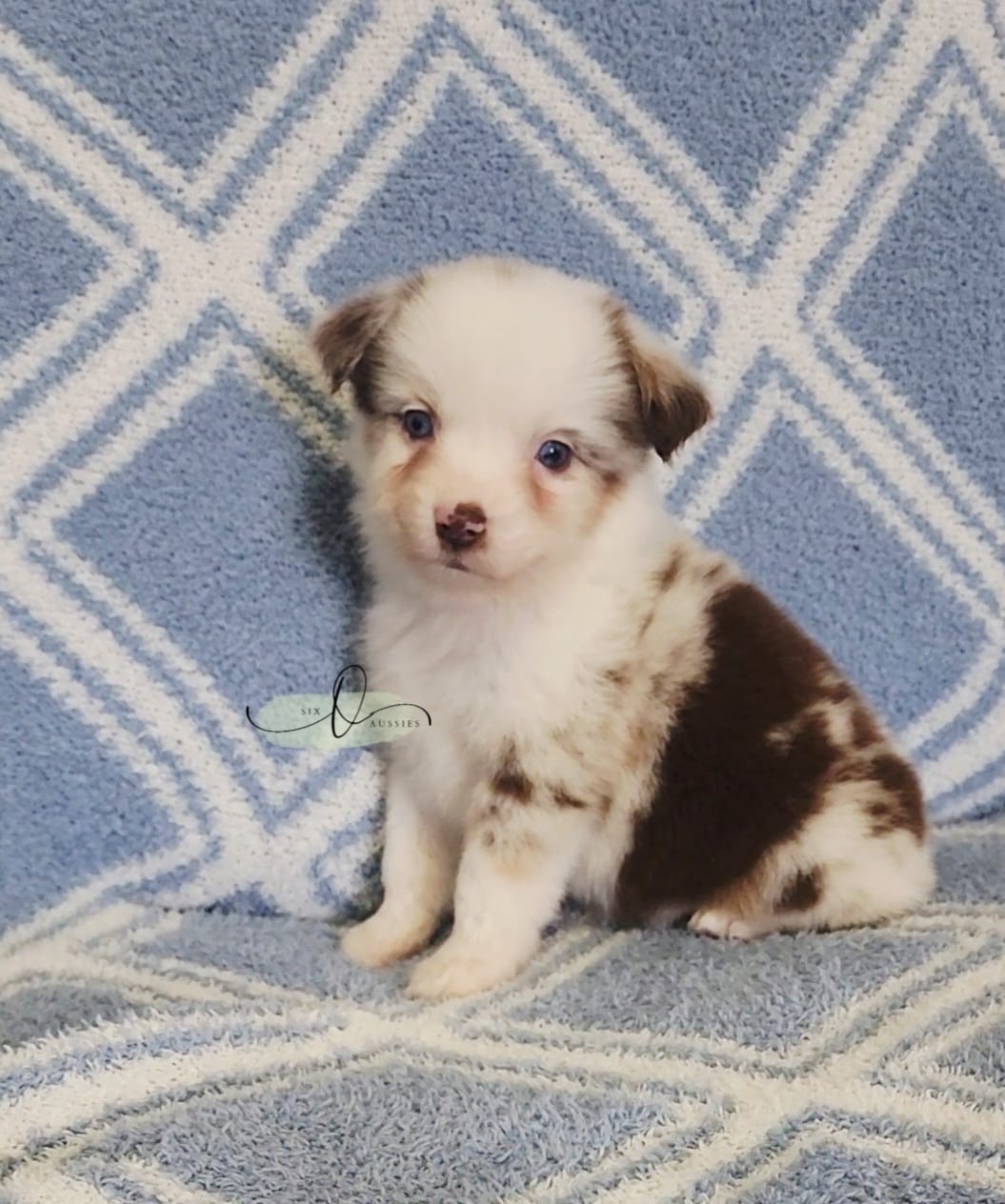 Loretta  – Miniature Australian Shepherd puppy for sale in Marlow, OK