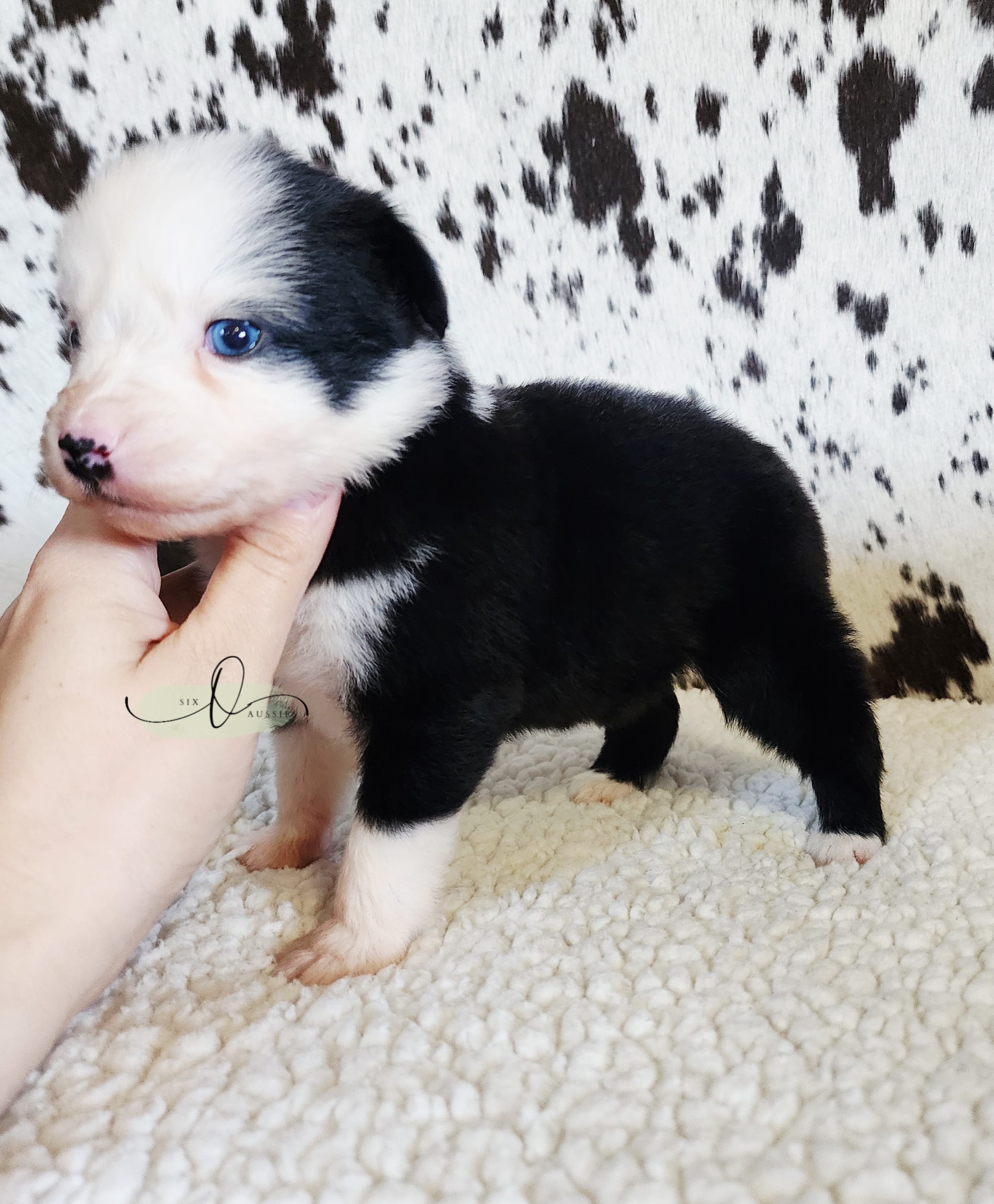 Patsy – Miniature Australian Shepherd puppy for sale in Marlow, OK