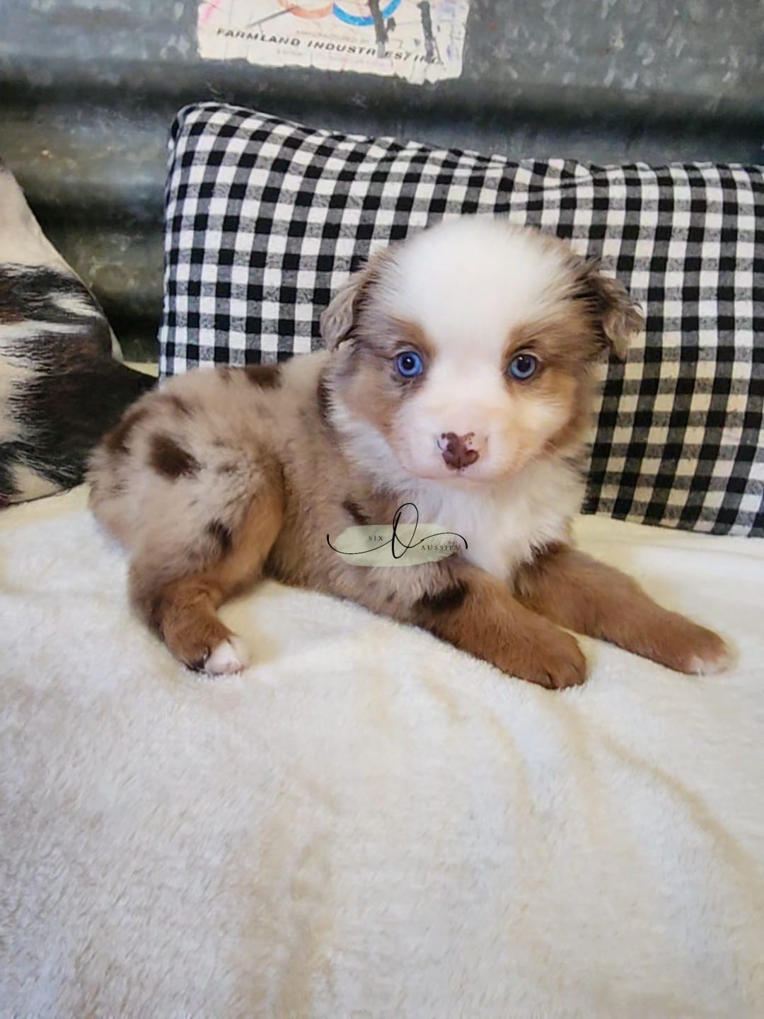 Gretta – Miniature Australian Shepherd puppy for sale in Marlow, OK