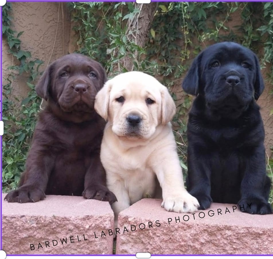 Champion lined English labradors  – Labrador Retriever puppy for sale in Factoryville, PA