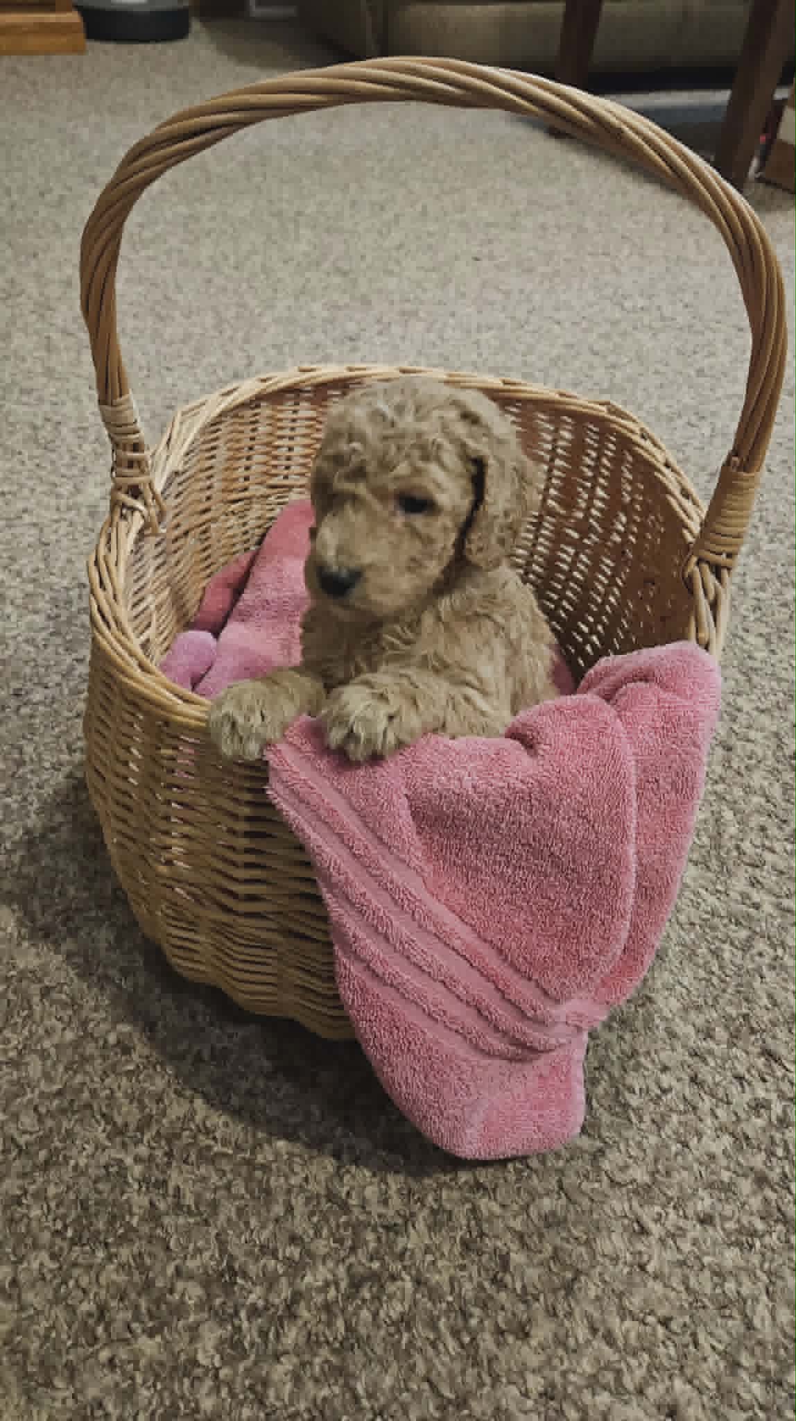 April – Poodle - Standard  puppy for sale in Menomonie, WI